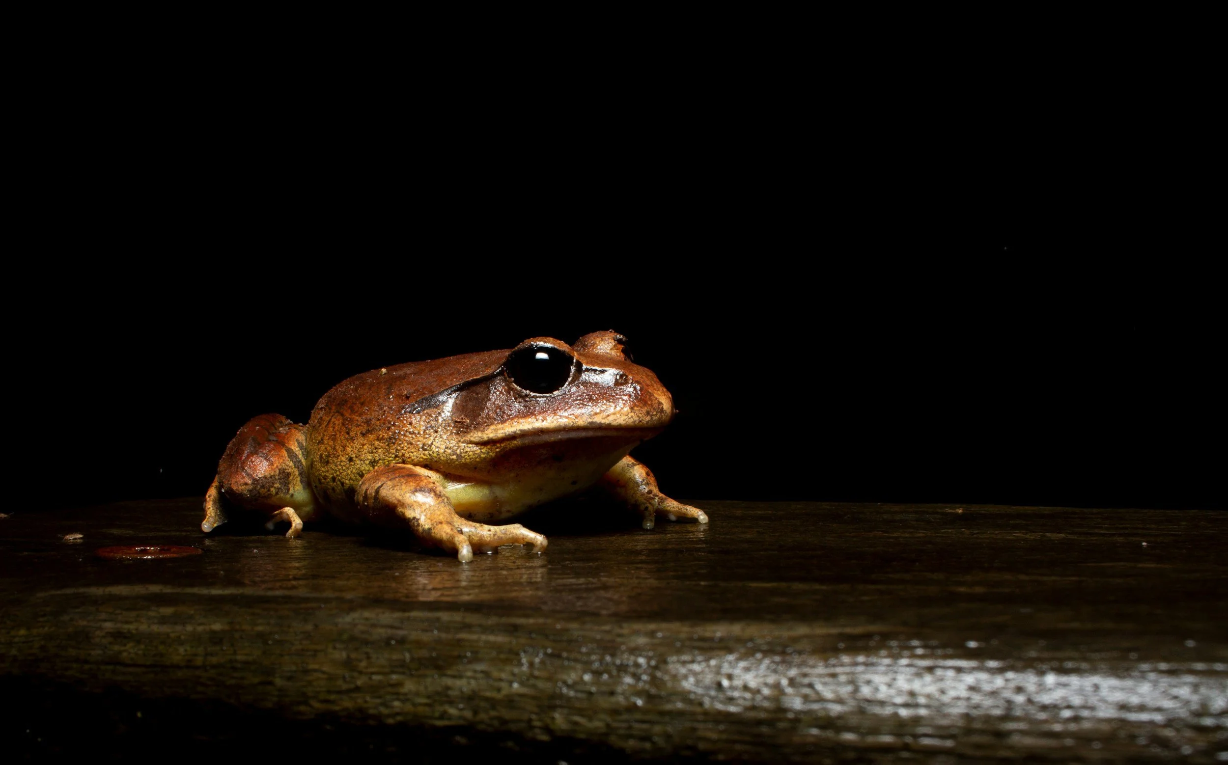 A close-up of a frog sitting on a wooden surface against a black background.