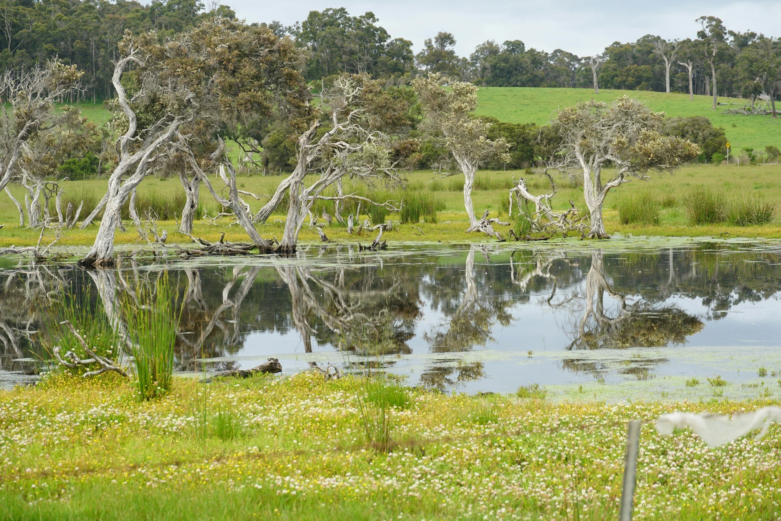 A landscape with a small body of water, several leafless or dead trees, and green grassy fields with small flowers, with a hillside and trees in the background.