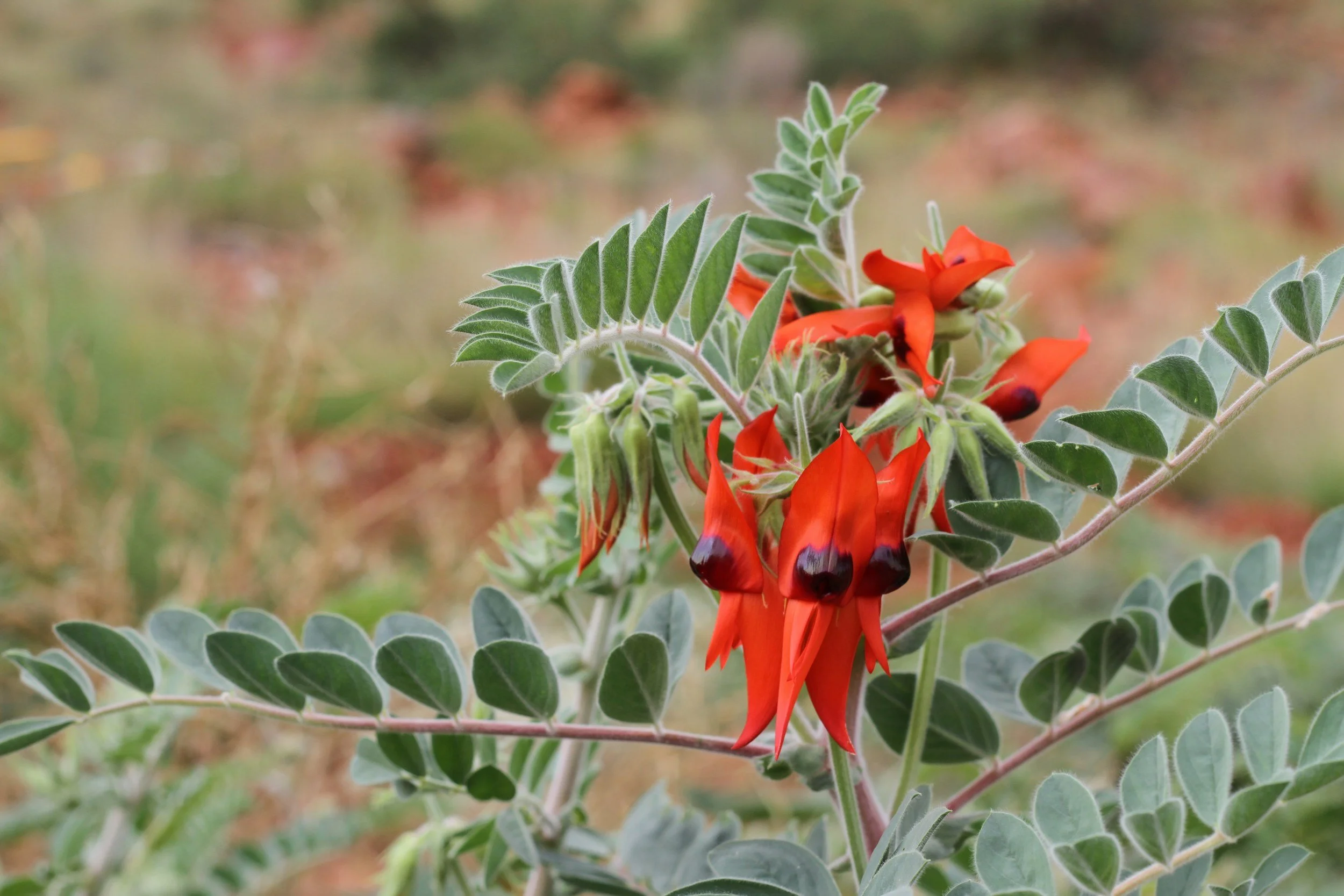 Close-up of bright red and black flowers on a green leafy plant in a natural outdoor setting.