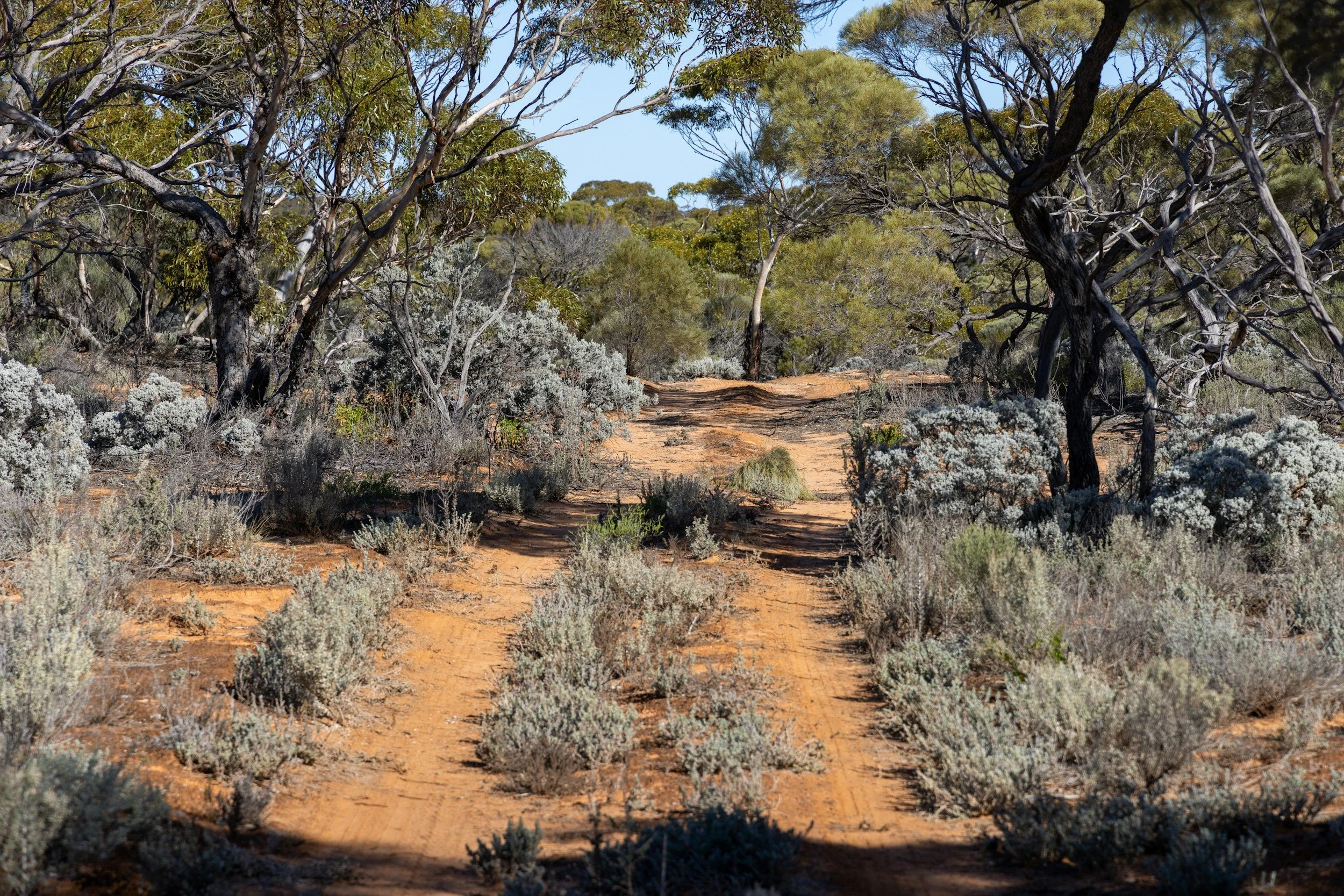 A dirt trail running through a dry, bushy landscape with various small shrubs and trees under a clear blue sky.