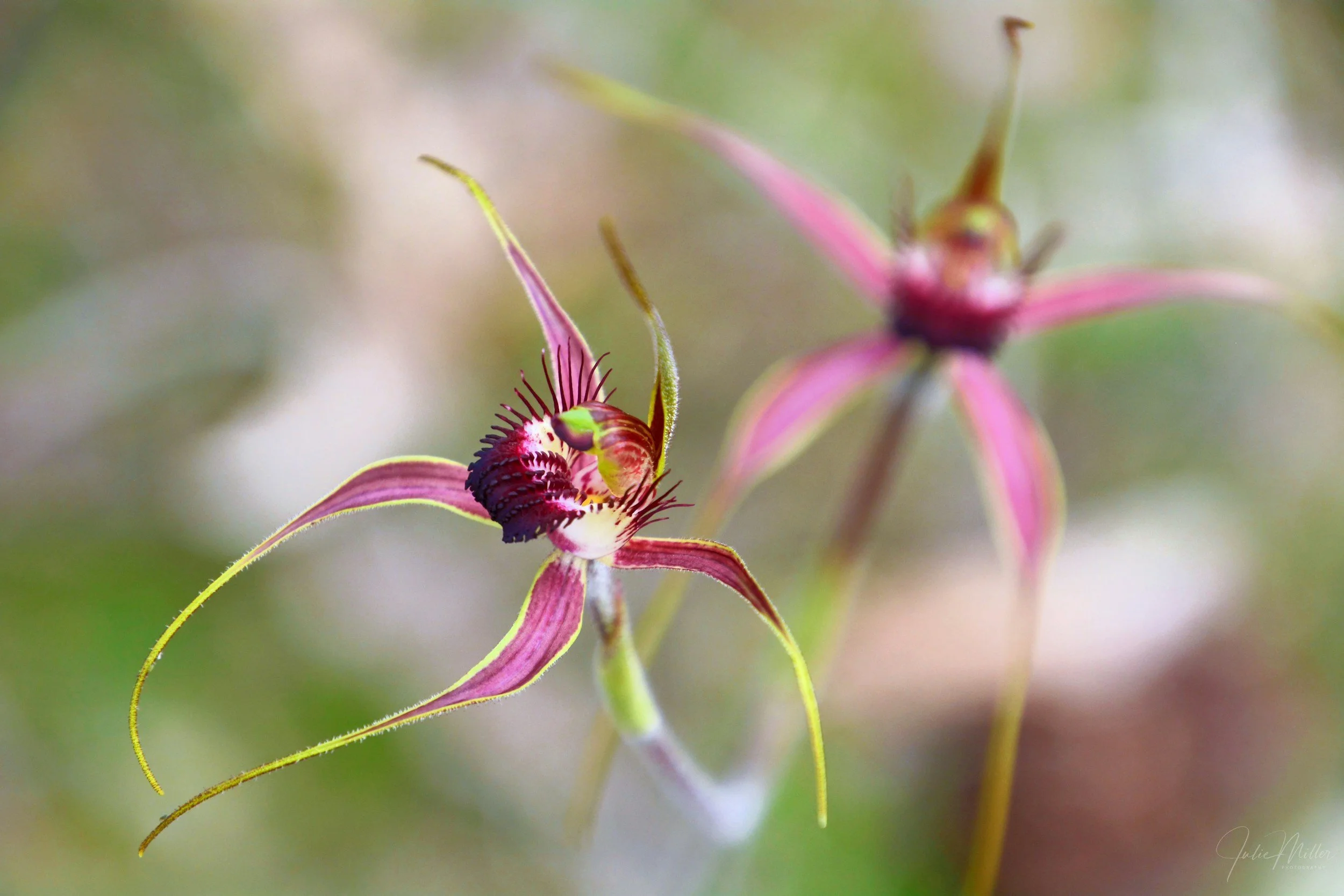 Close-up of a pink and green orchid flower with intricate details and a blurred green background.