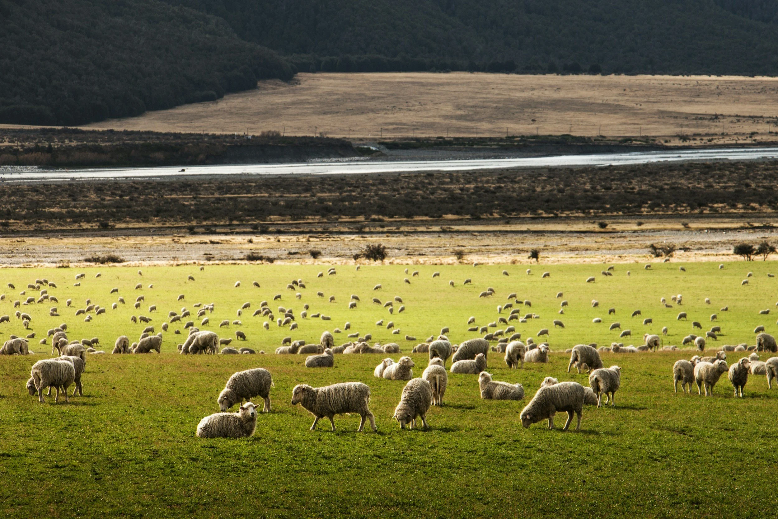 A wide view of a flock of sheep grazing on green grass in a pasture, with mountains and fields in the background under a cloudy sky.