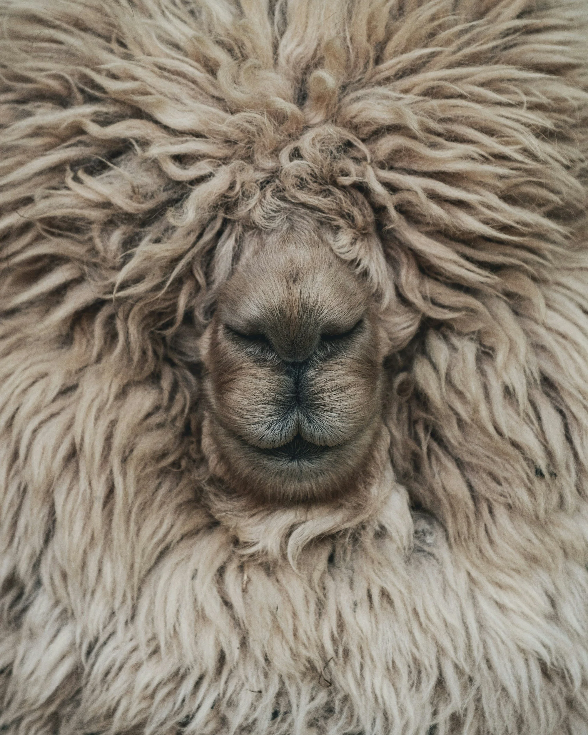 Close-up of a cream-colored, curly-haired dog with its face partially visible, surrounded by fluffy fur.