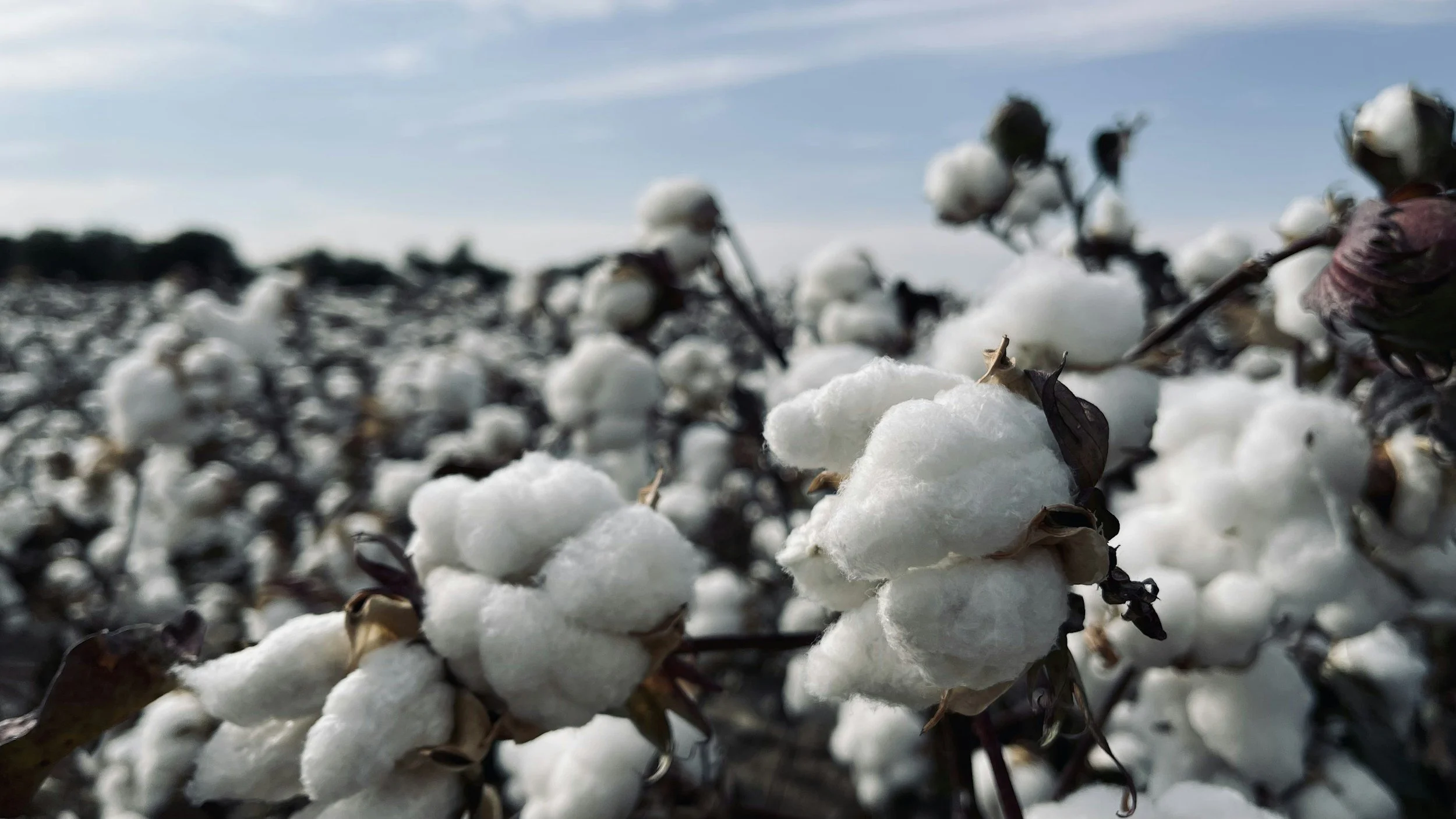 Close-up of cotton bolls on a cotton plant with a cloudy sky in the background.