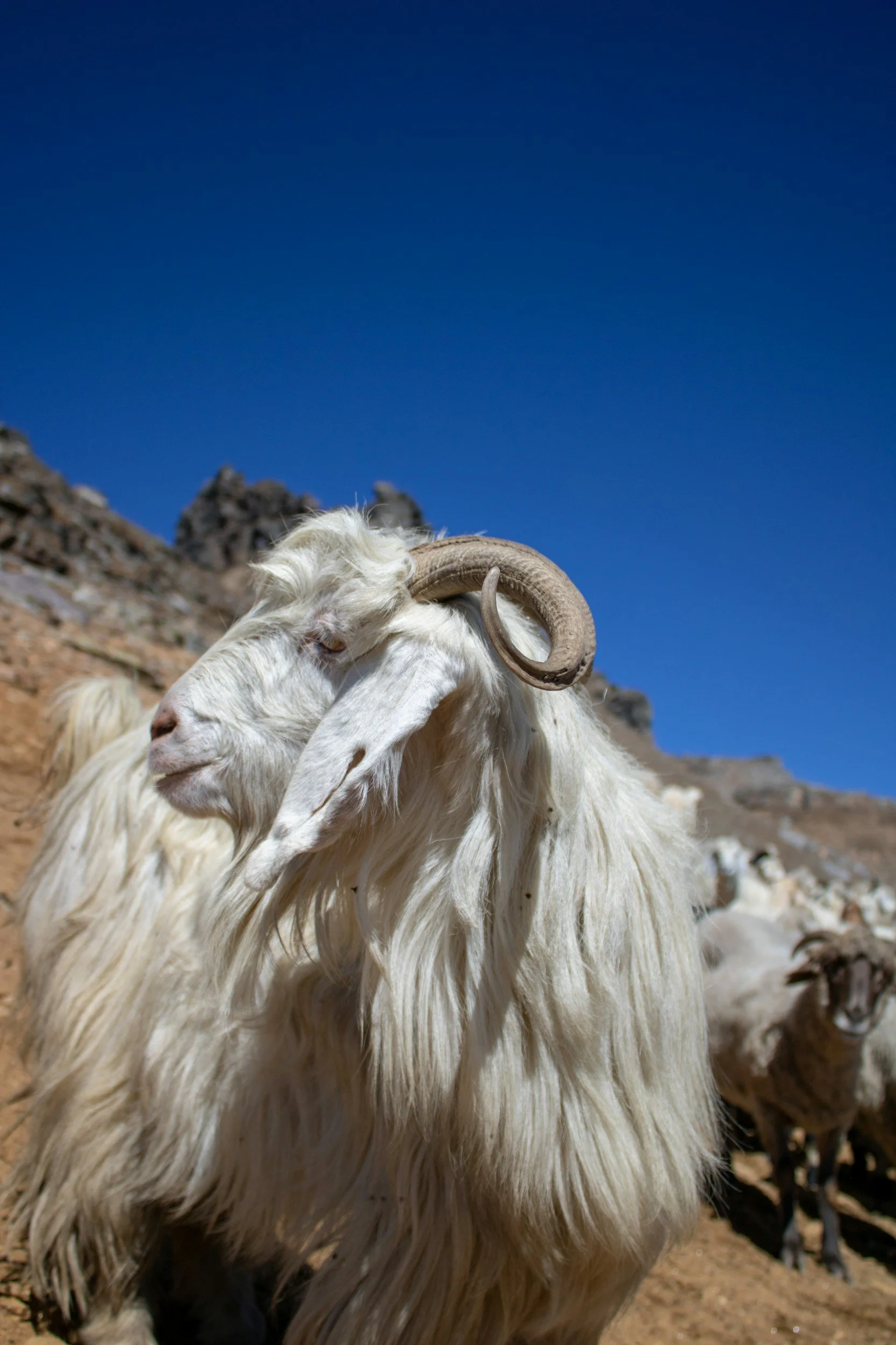 A light-colored goat with large, curved horns standing on rocky terrain under a clear blue sky.