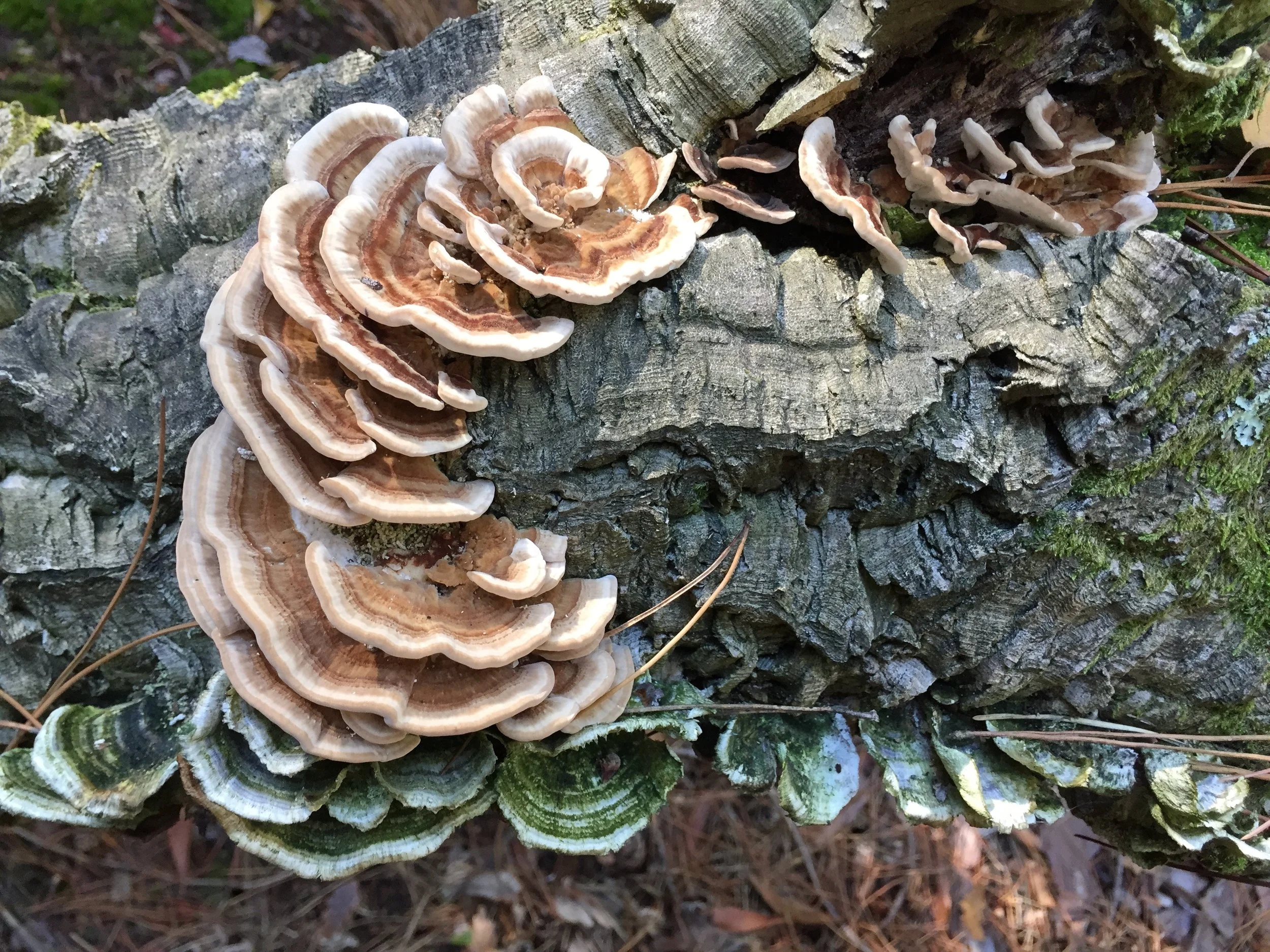 Fungi growing on a fallen tree trunk in a forest.
