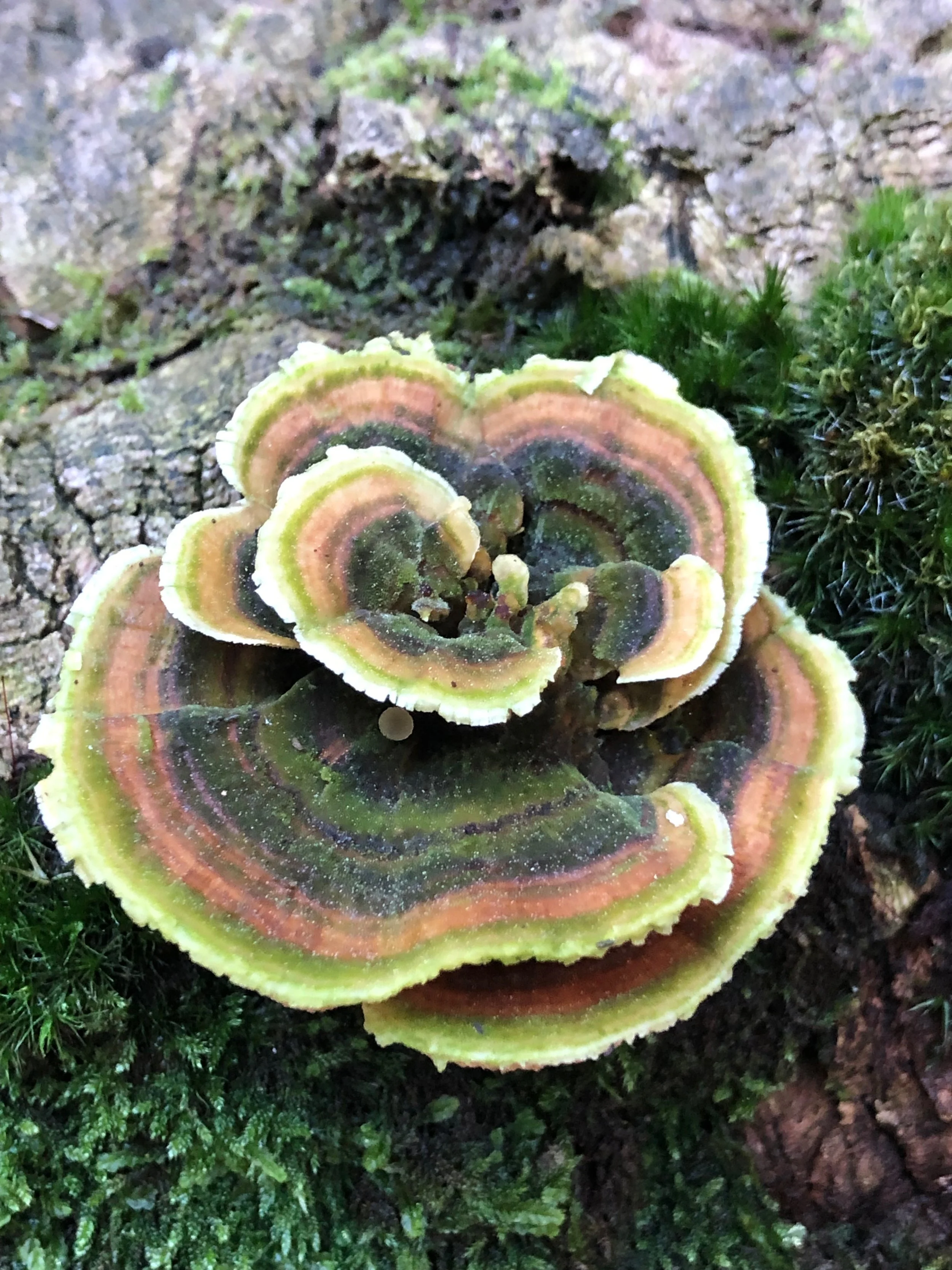Colorful bracket fungi growing on a tree trunk, displaying multiple concentric rings of green, pink, black, and yellow.