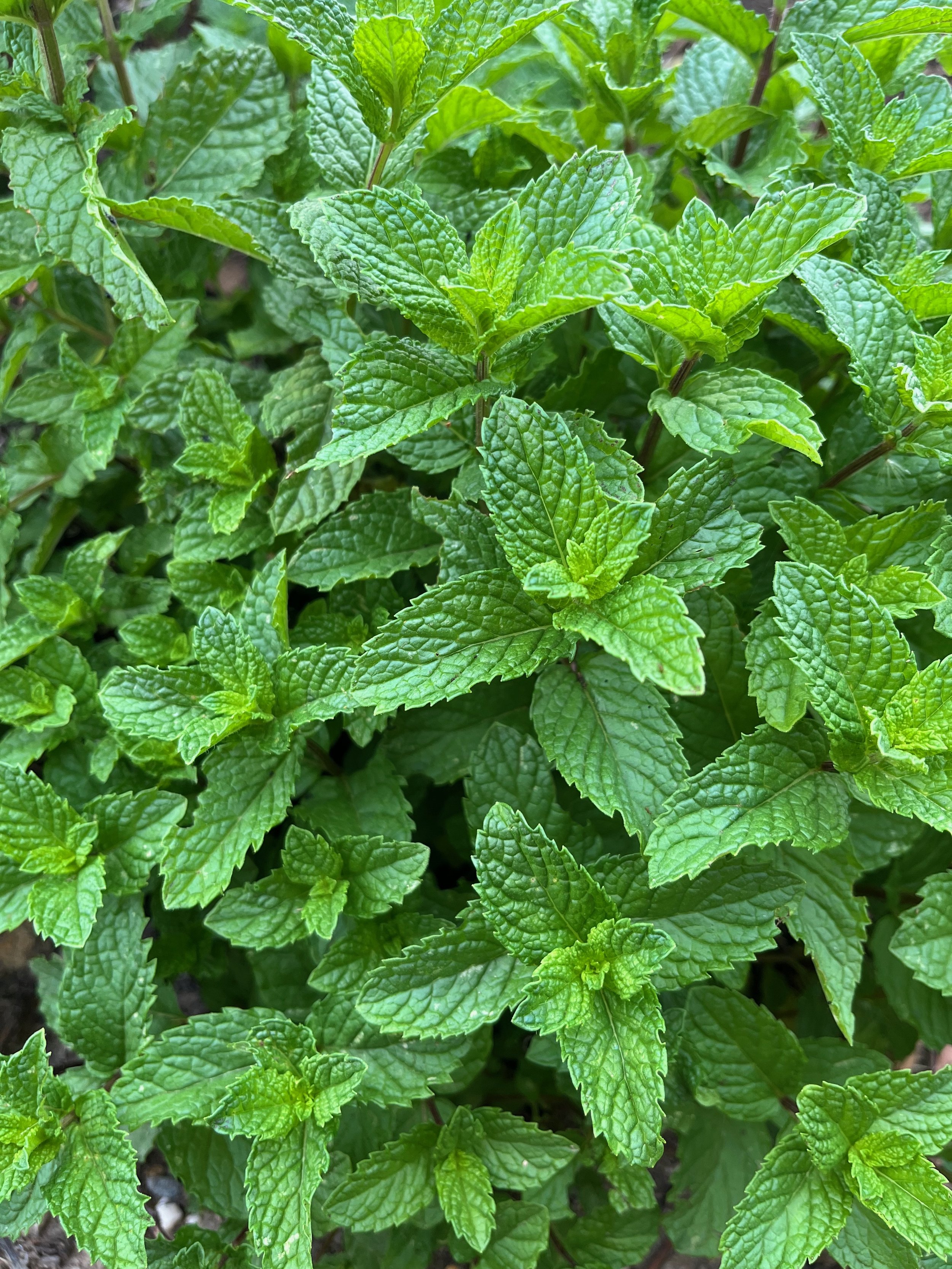 Peppermint Leaf Organic Tea