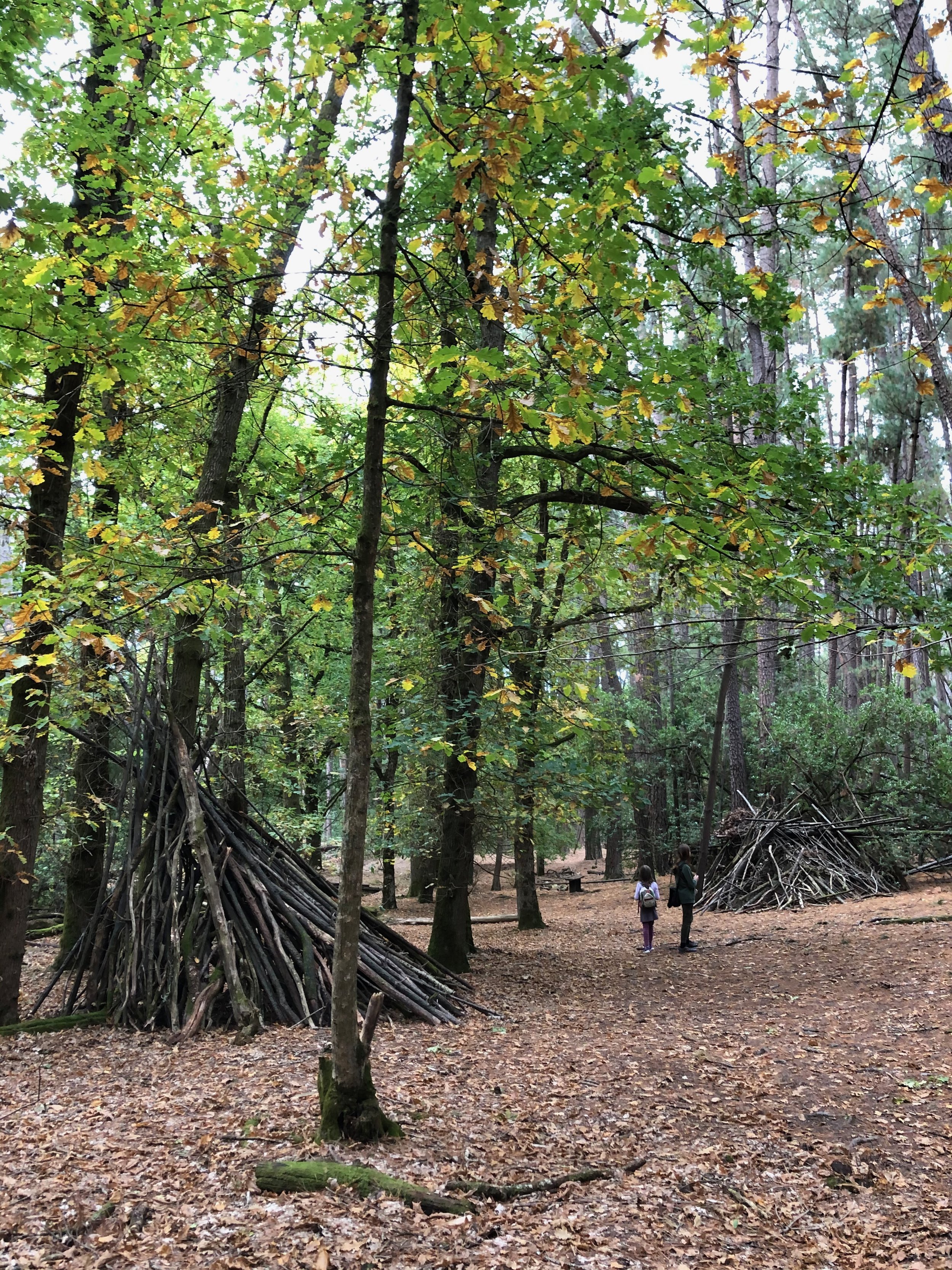 Local forest walk La Gerche Gully, Creswick Victoria, Australia. This particular area was planted with English Oak - Quercus robar -  in 1880 as an attempt to re forest / revegetate after intense gold mining activities.