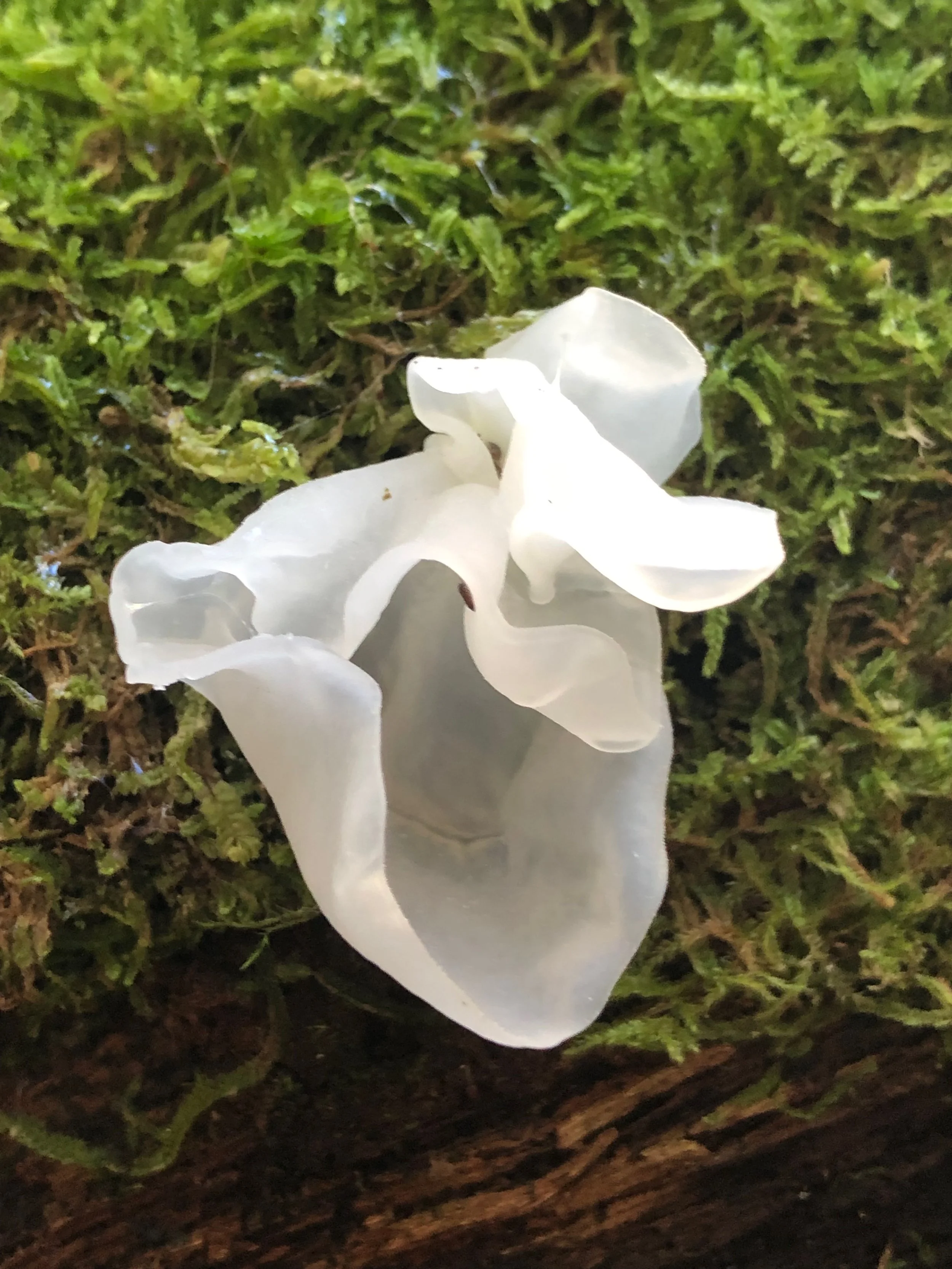 Close-up of a white flower on a mossy tree trunk.