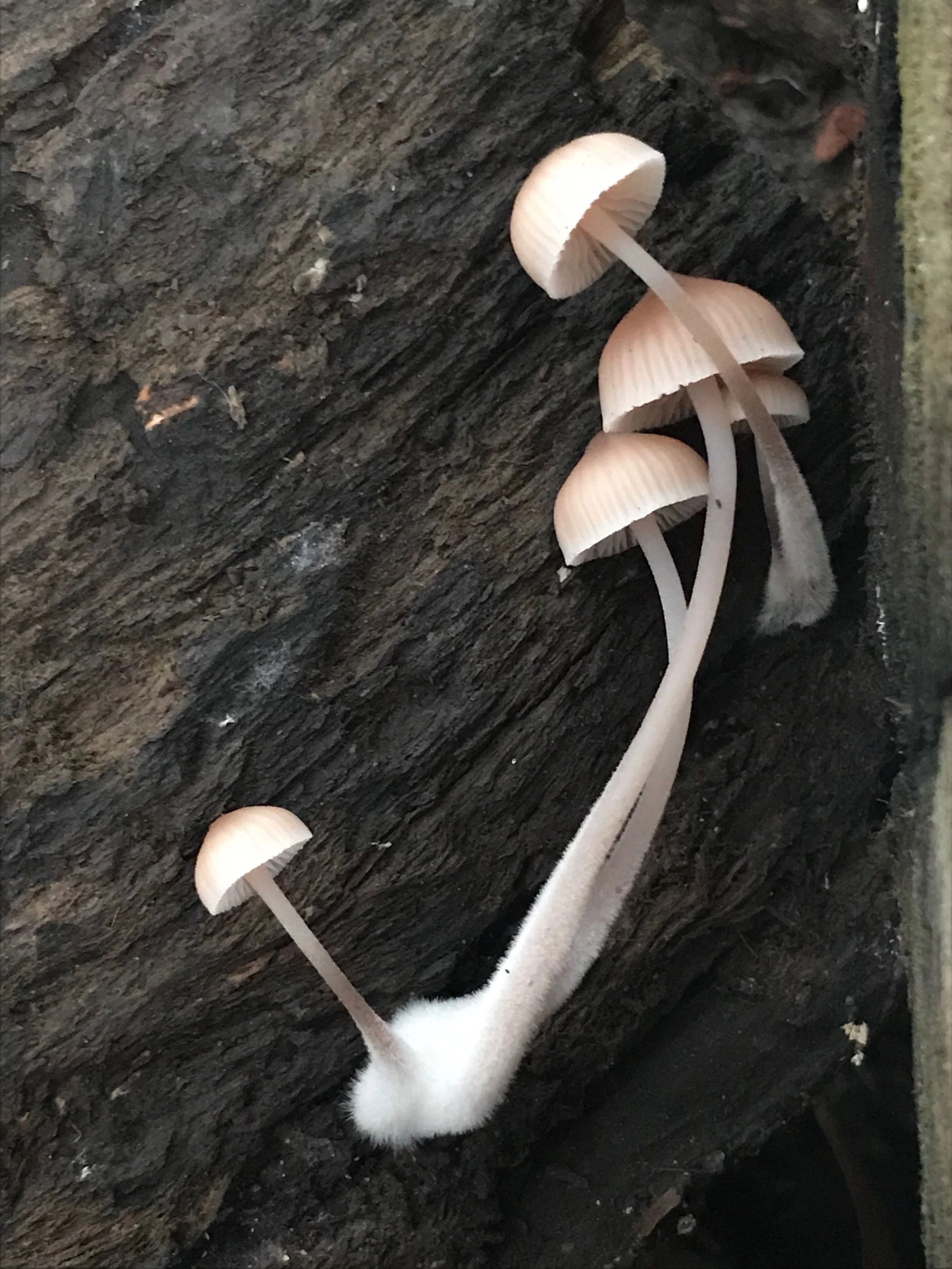 White mushroom growing on a dark, weathered piece of wood.