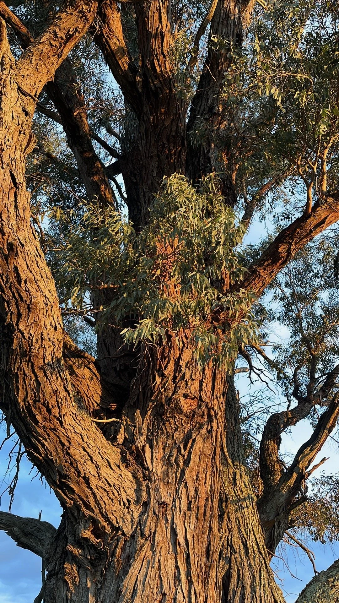 Eucalyptus tree, possibly a Creswick Apple Box - Eucalyptus aromaphloia.  Its huge and hasn't flowered for past few years. Looks like it is forming fruit bodies now so fingers crossed. Endemic to Victoria Australia.