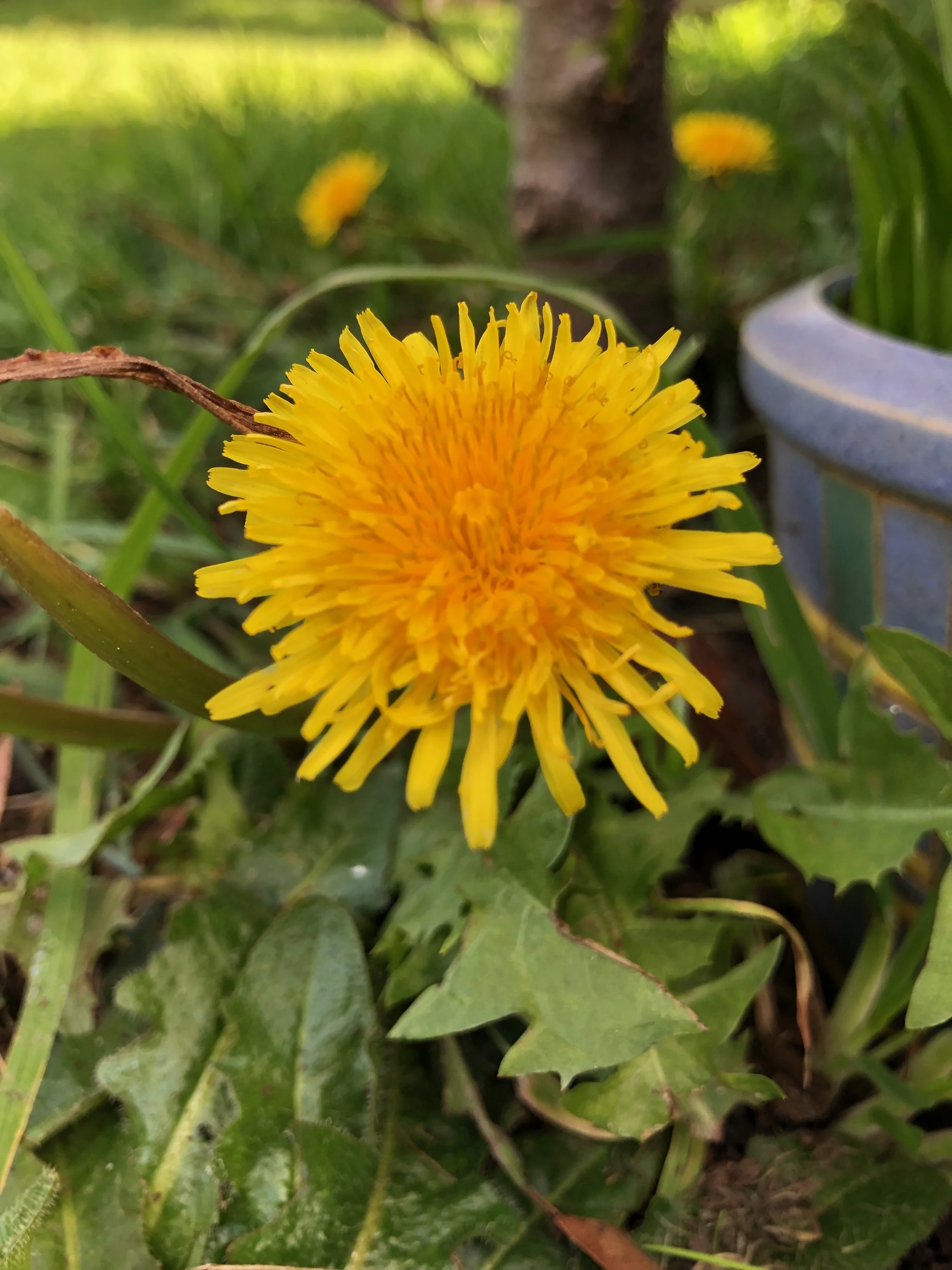 Dandelion Root Organic Tea