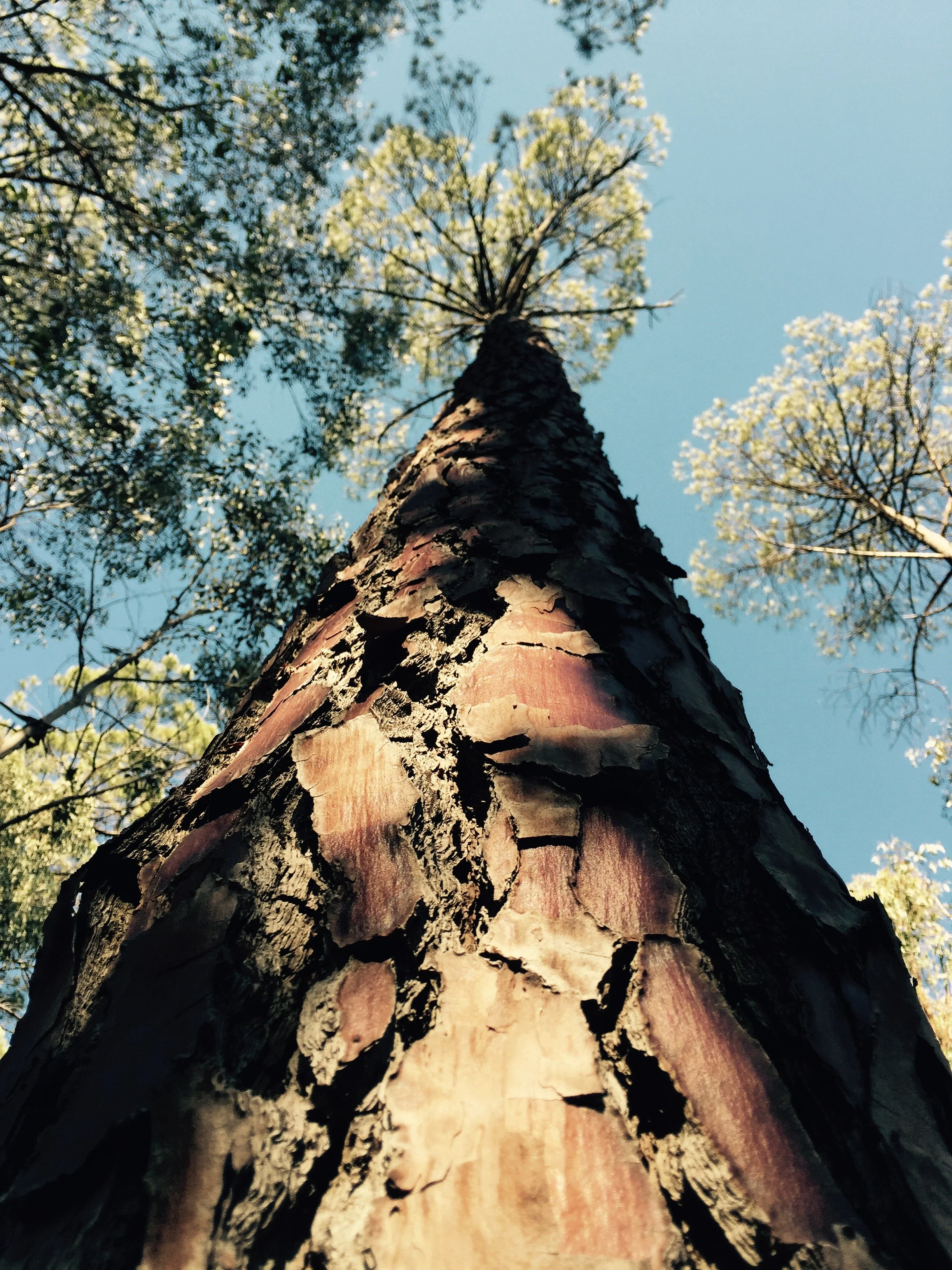 Various pine -Pinus species were also planted by John La Gerche, in 1880 This one is Pinus ponderosa. Creswick, Victoria Australia.
