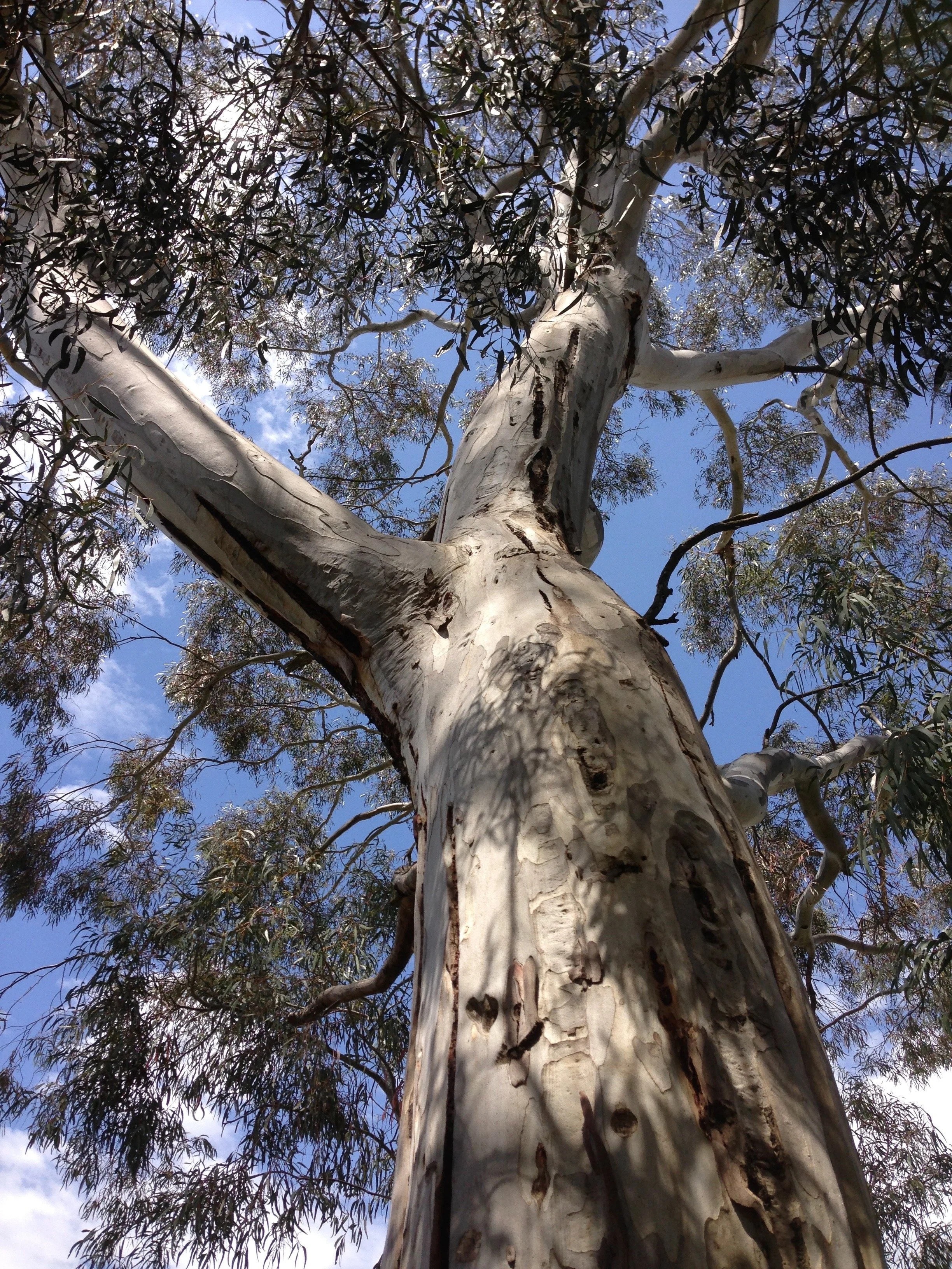 Verdict still out on this one, possibly Manna Gum - Eucalyptus viminalis. Central Victoria, Australia.
