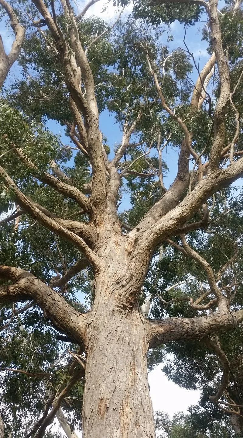 Tall tree with twisting branches and green foliage under a blue sky.