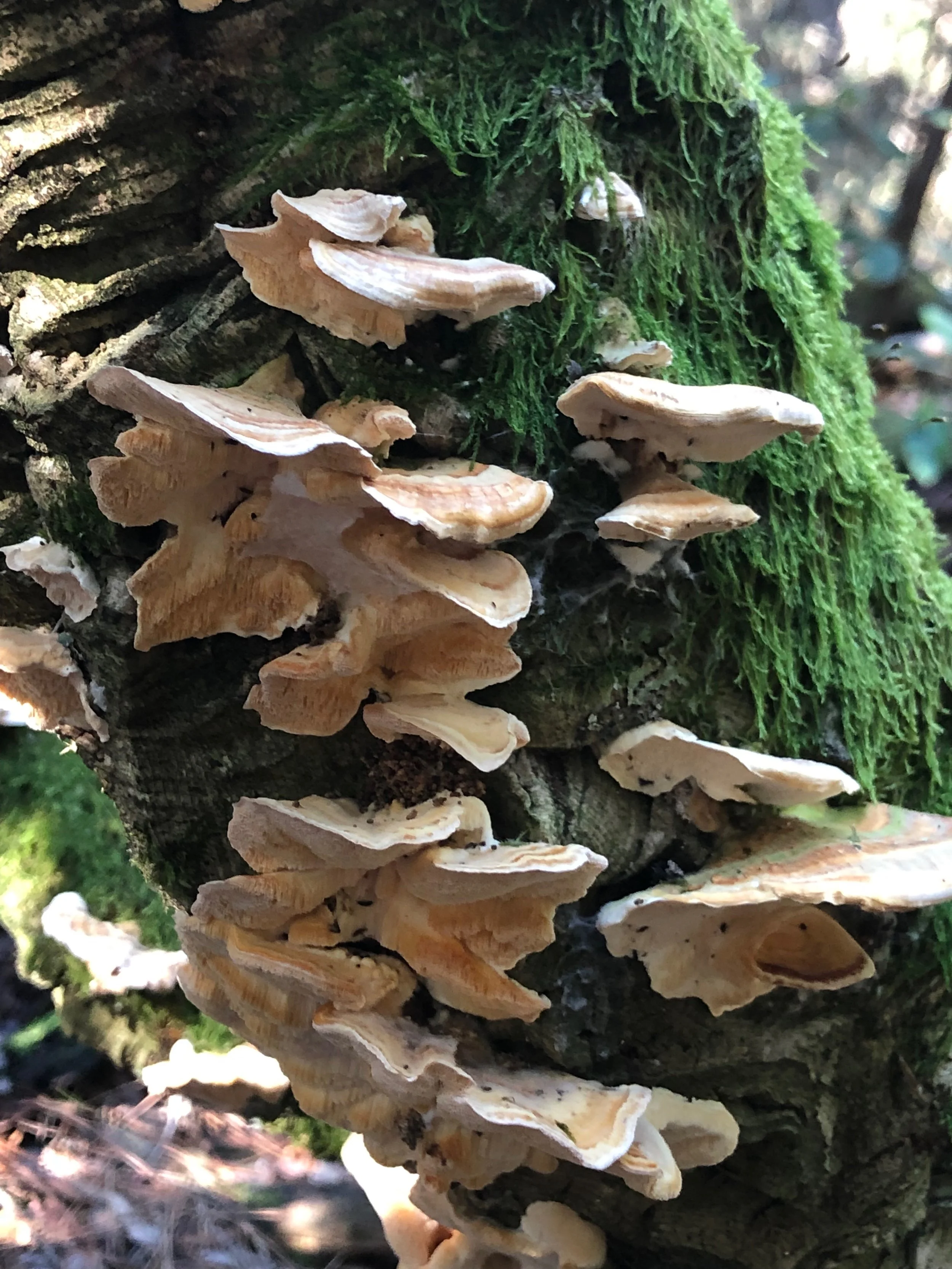 Fungi growing on a fallen, moss-covered piece of wood.
