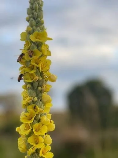 mullein flower.jpeg