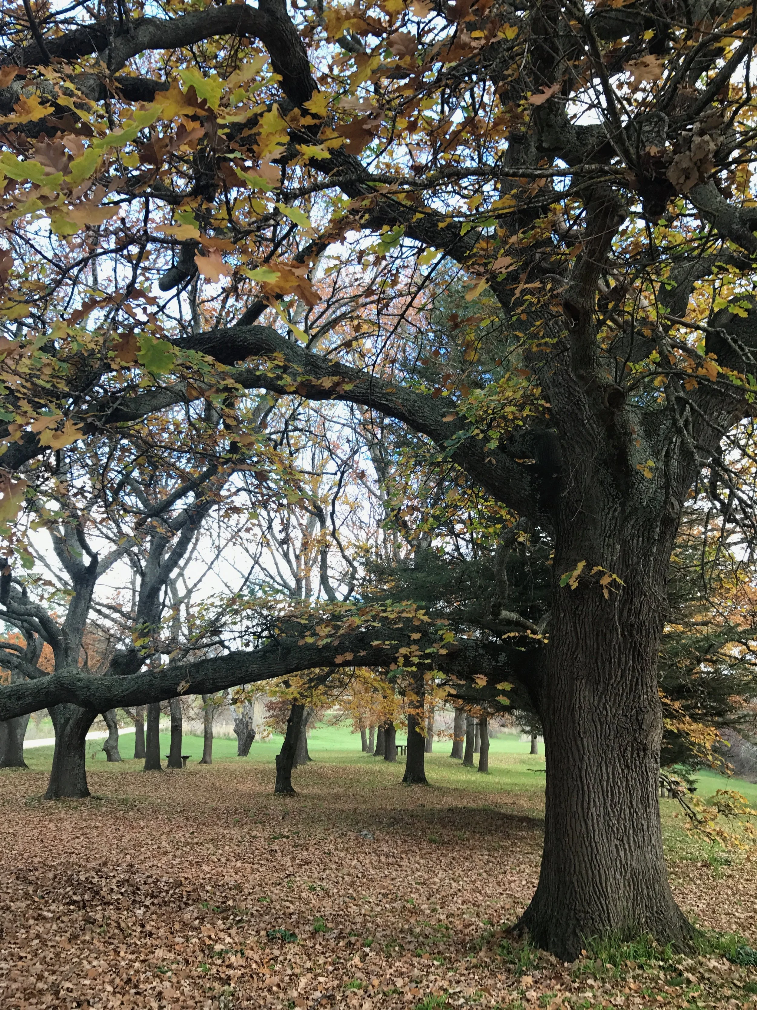Historic Smeaton Mill Precinct. English Oak trees - Quercus robur, along Birches Creak Smeaton, Victoria Australia.