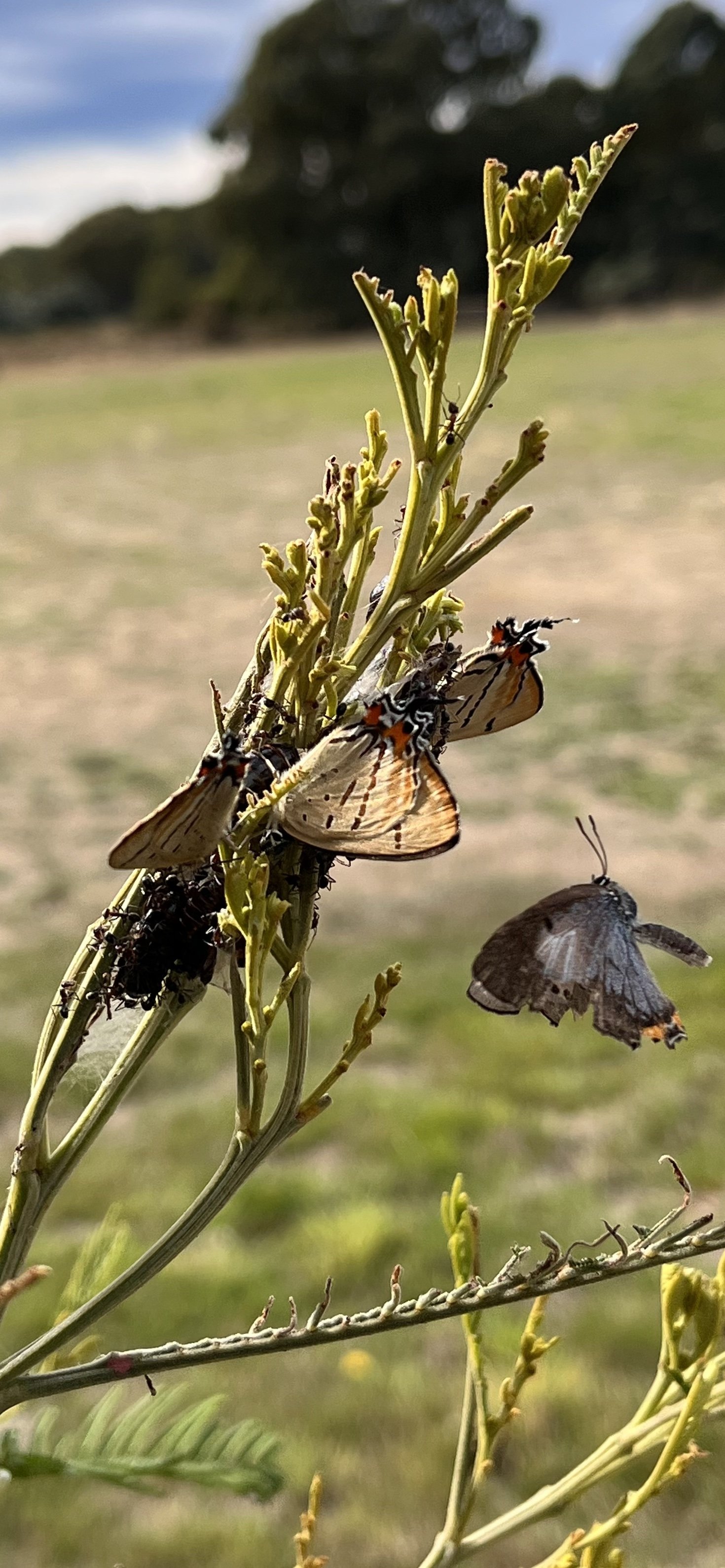 Close-up of a plant with several butterflies and ants on its stems, with a blurry grassy field and trees in the background.