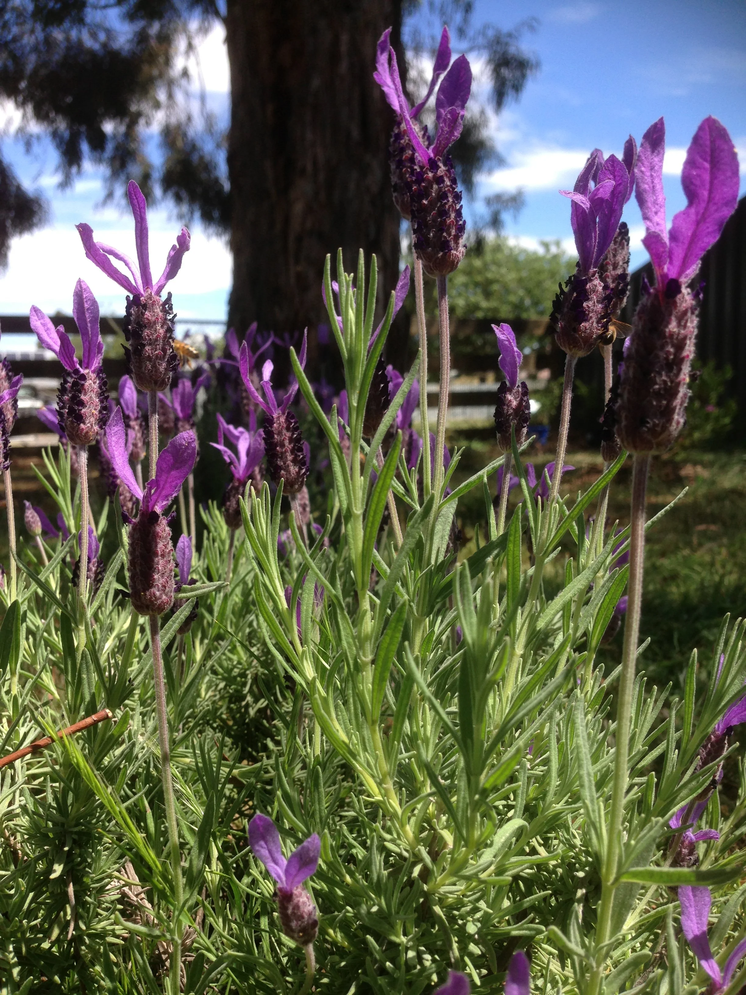 Close-up of purple lavender flowers and green foliage with a tree and blue sky in the background.