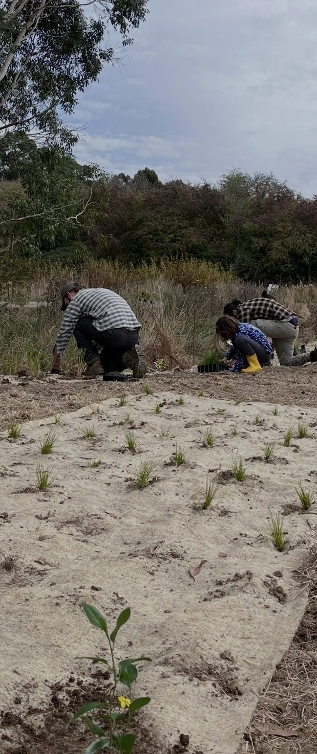 People planting small grass or plants in a sandy area with some green sprouts and a small yellow flower in the foreground, trees and a cloudy sky in the background.