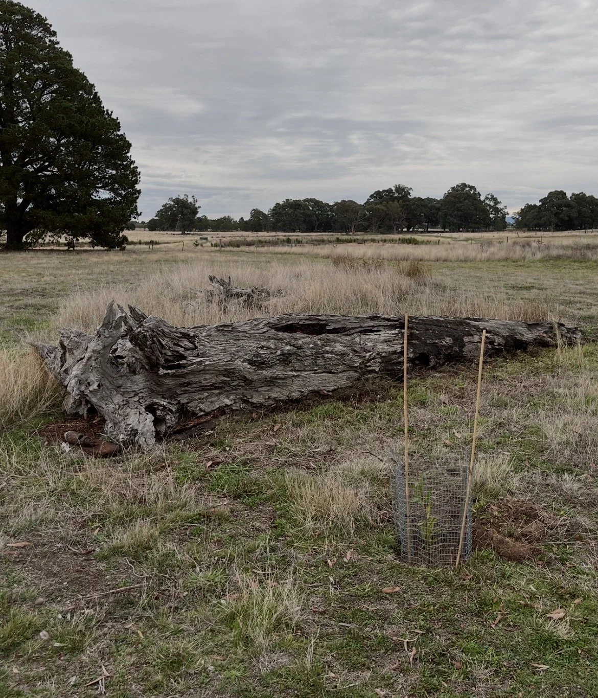 A large fallen tree trunk lies in a grassy field with tall dried grass, with a small fence or protection around a nearby younger plant, and trees in the background under a cloudy sky.