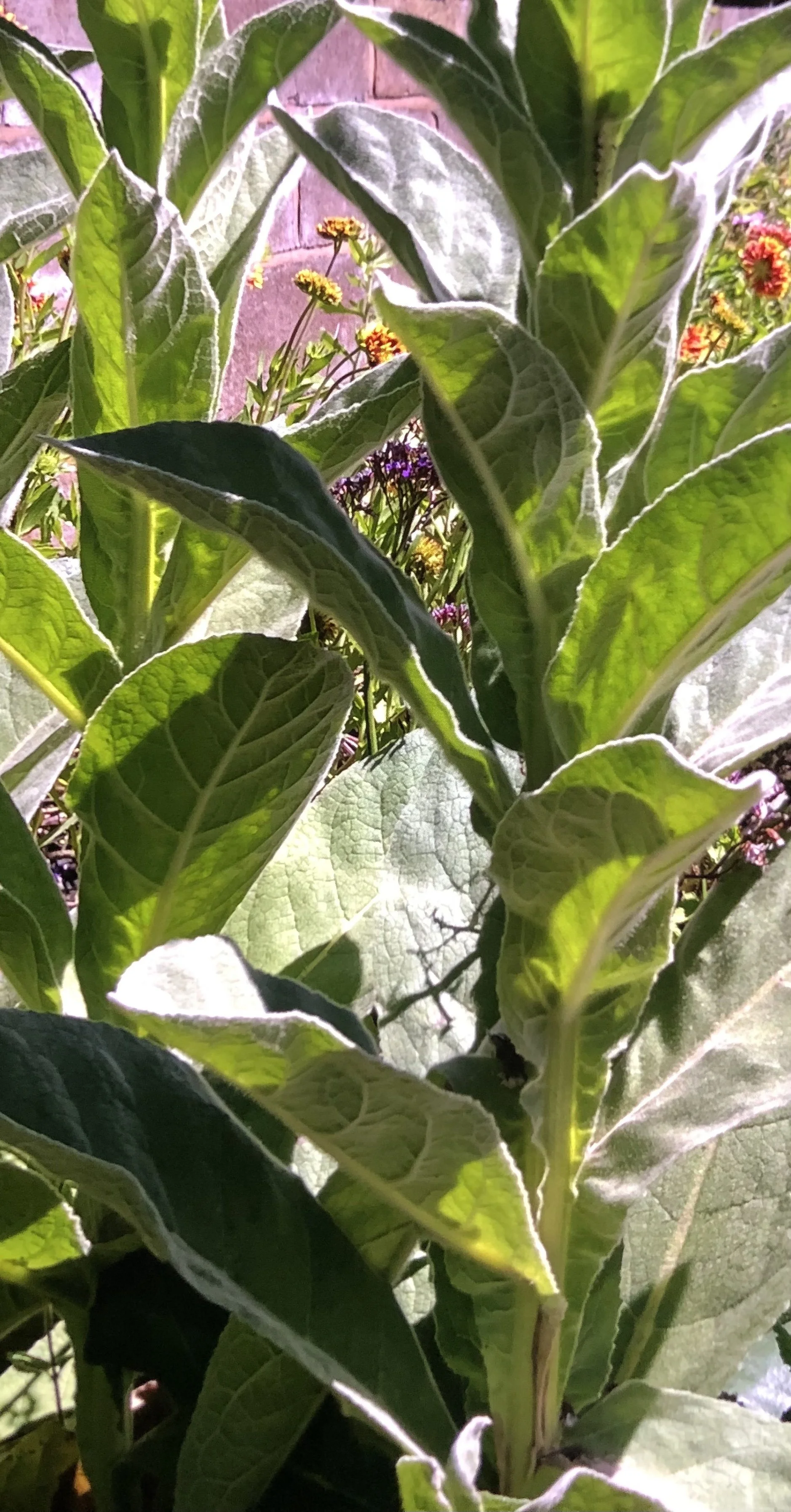 mullein.jpg
