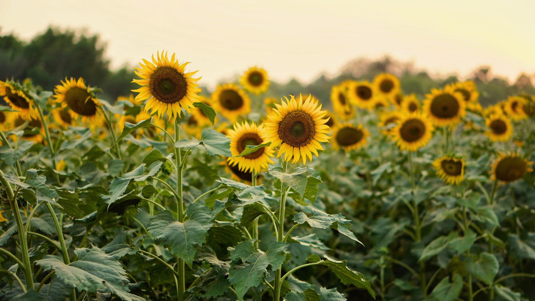 Chasing Sunflowers: 4 U-Pick Fields Near Rockford Worth a Late-Summer Visit