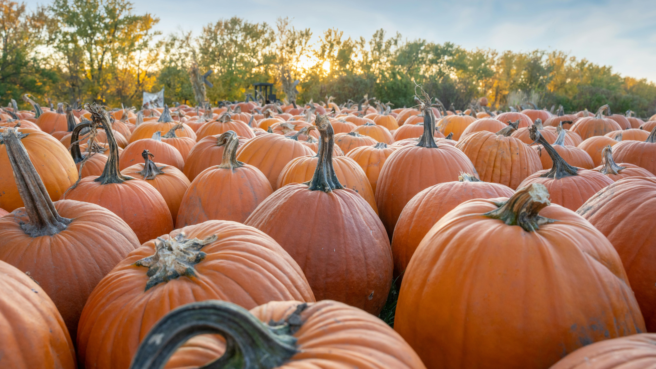 The Best Places to Get Pumpkins Near Rockford, Michigan