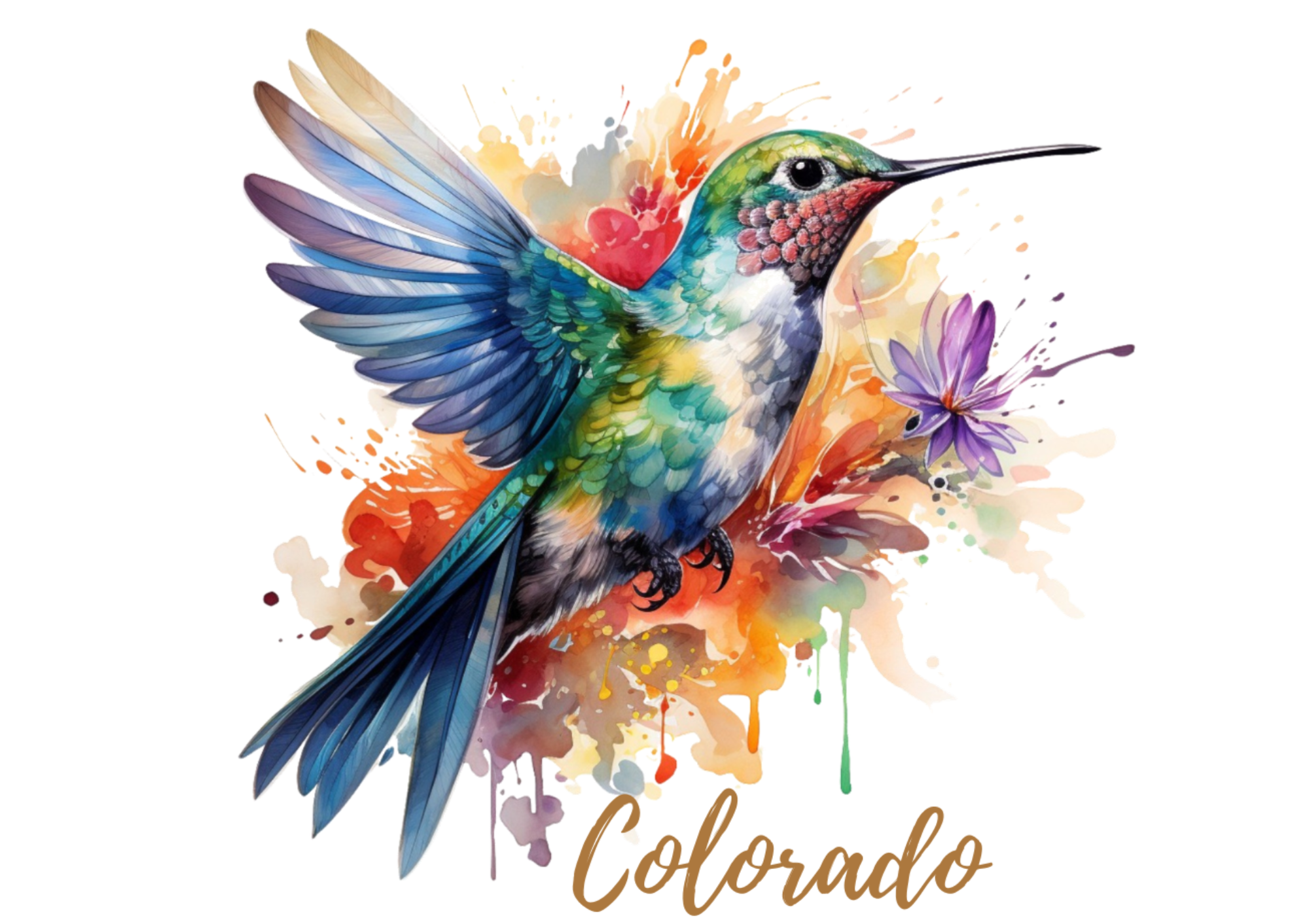 Hummingbird Colorado .png