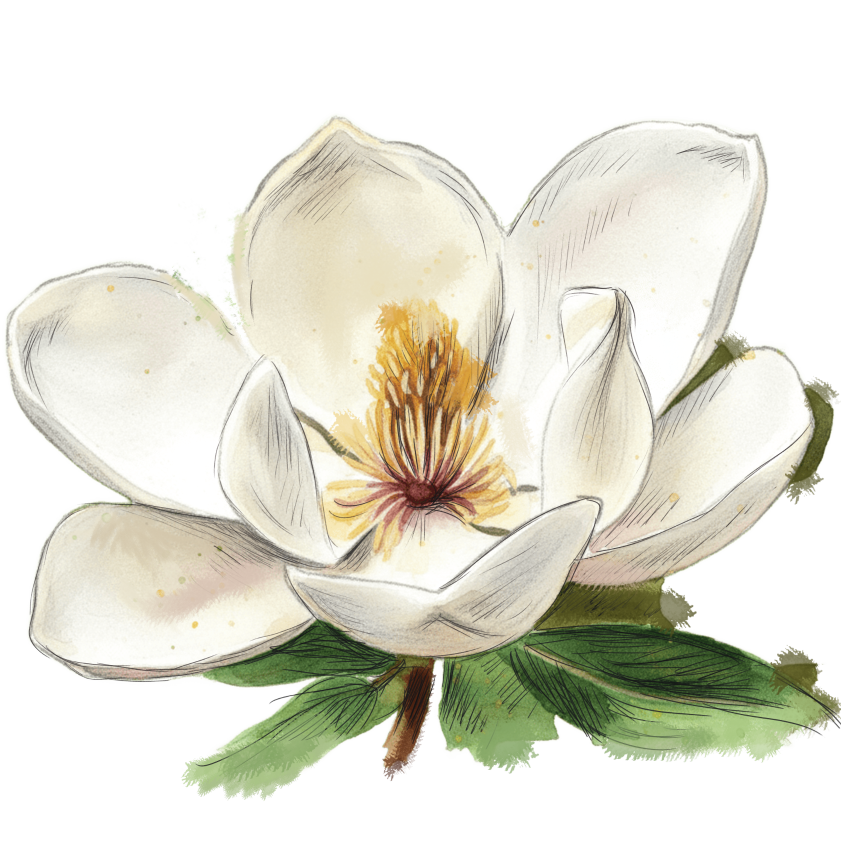 magnolia.png