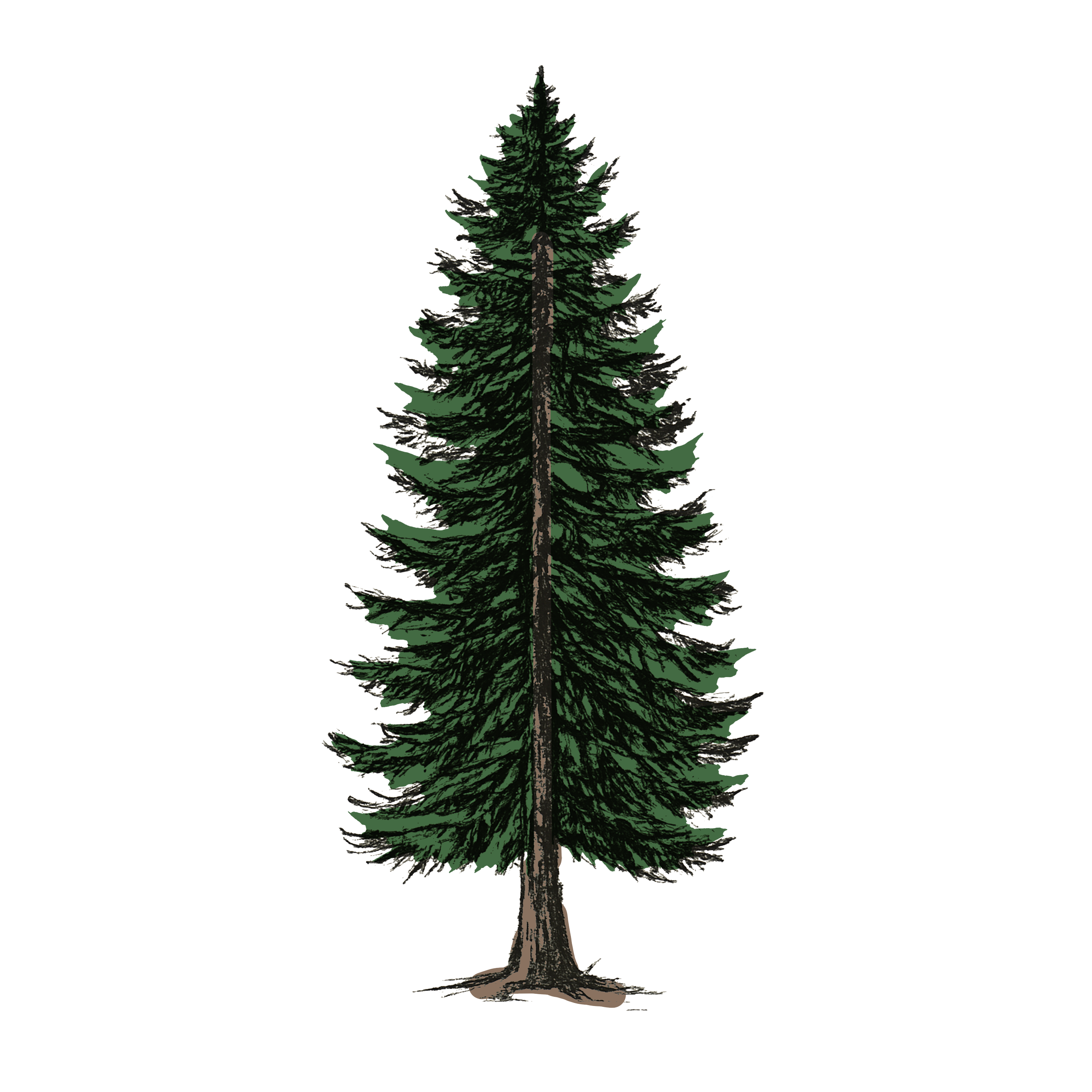 evergreen tree.png