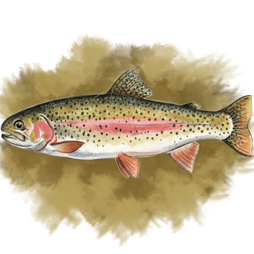 RAINBOW TROUT PNG_imresizer.png