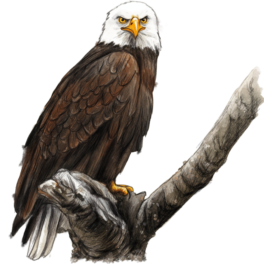 eagle sitting  (1).png