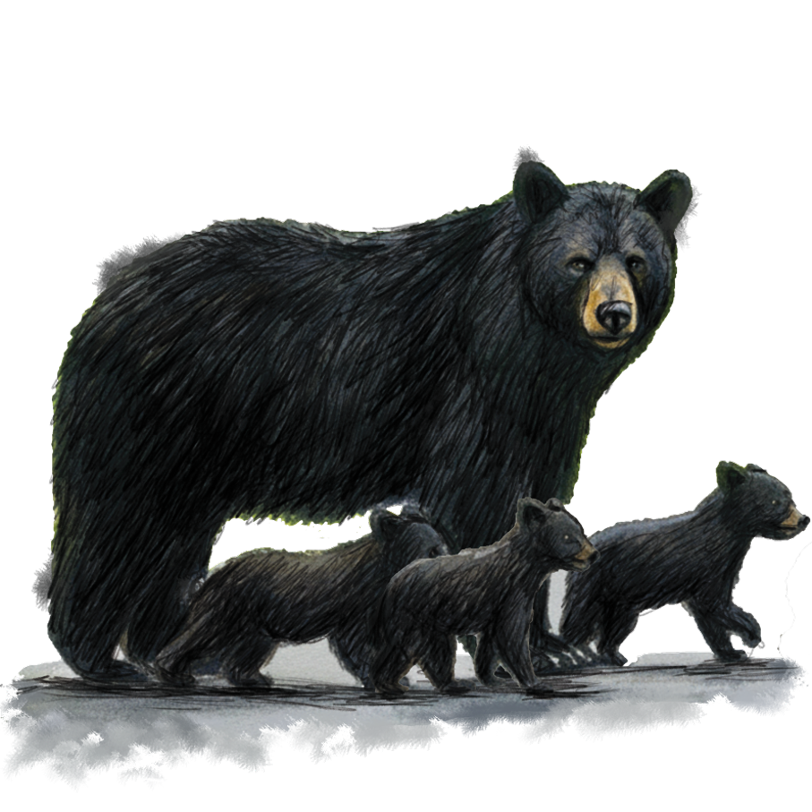 bear with cubs.png