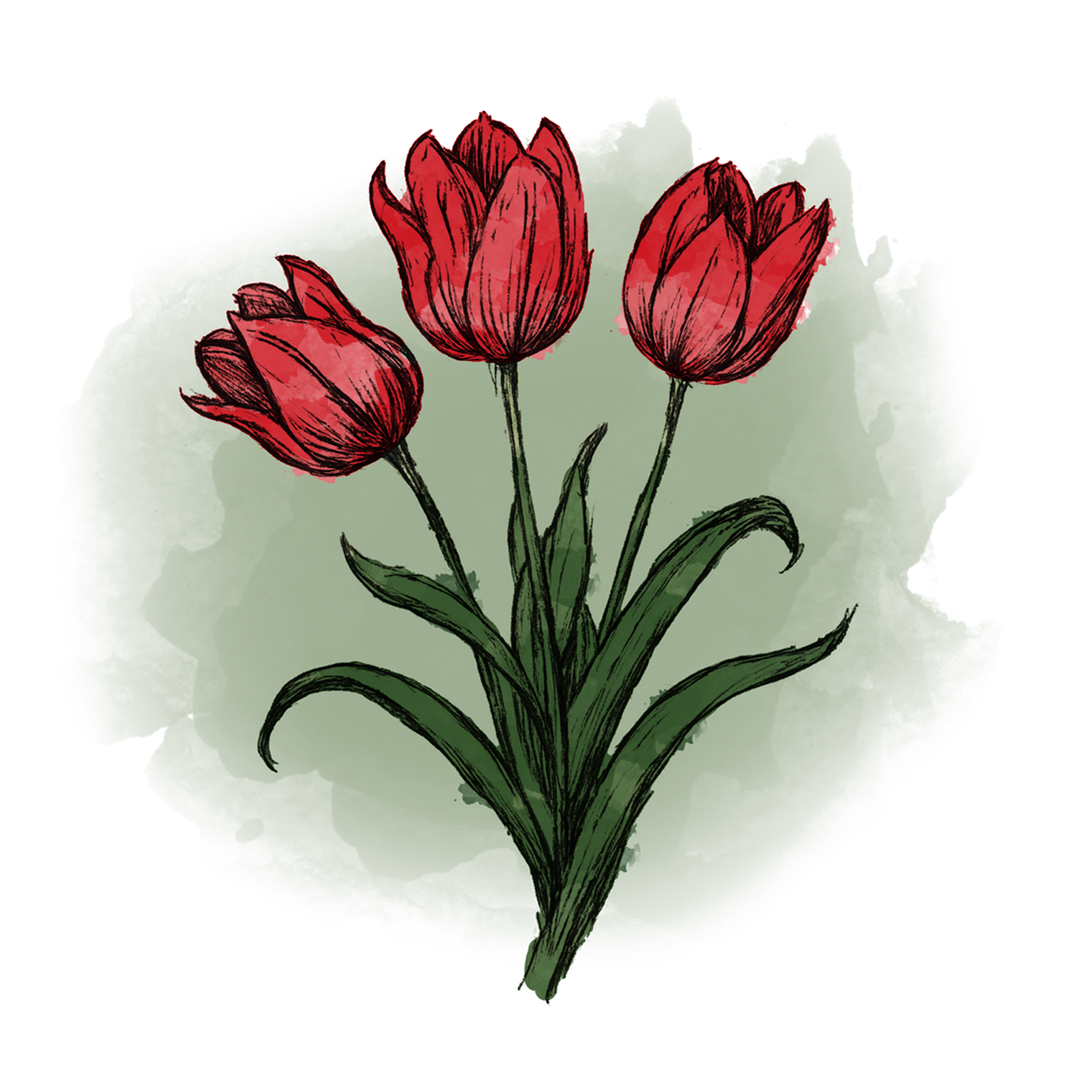 Tulip.png