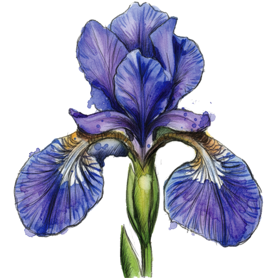 iris.png