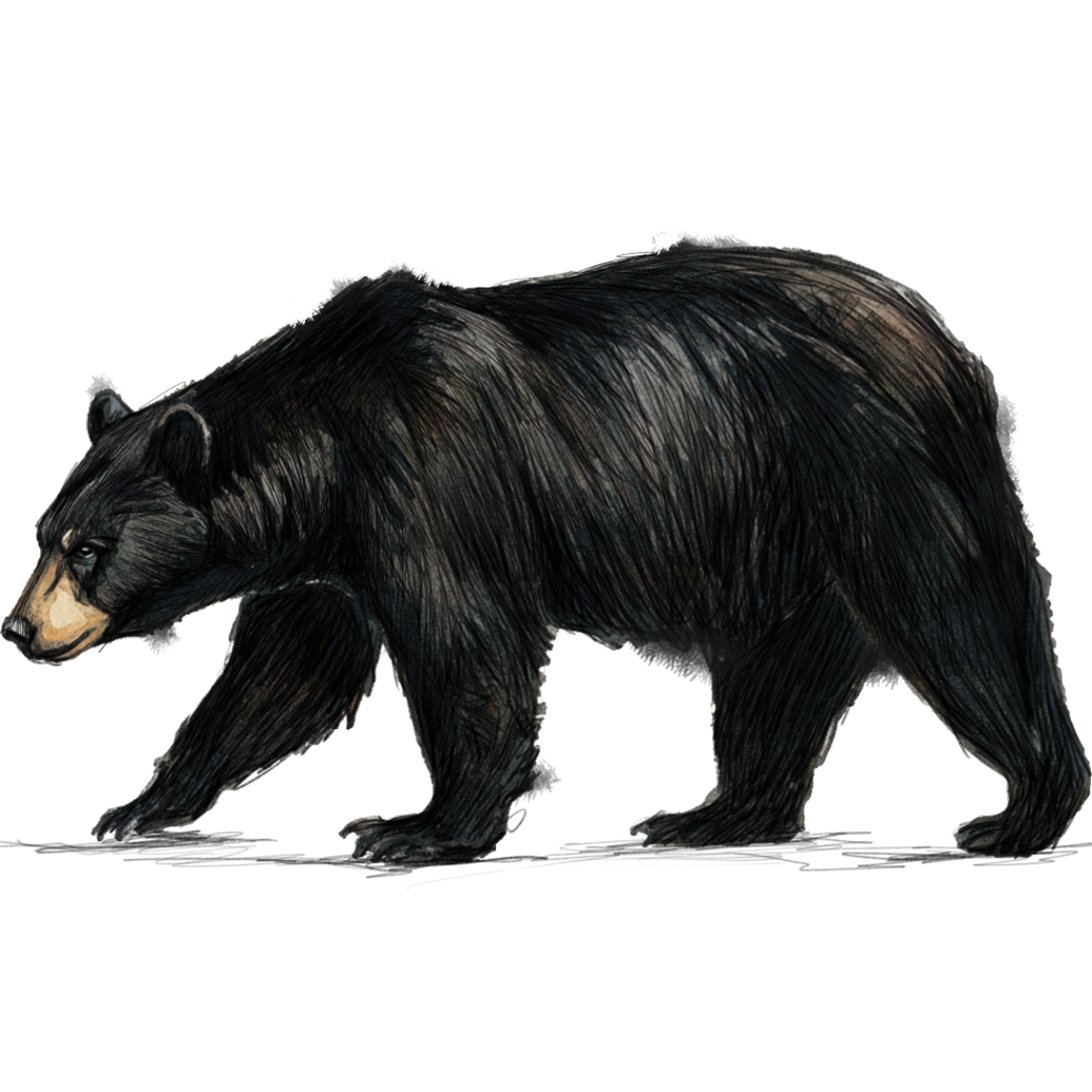black bear side.png
