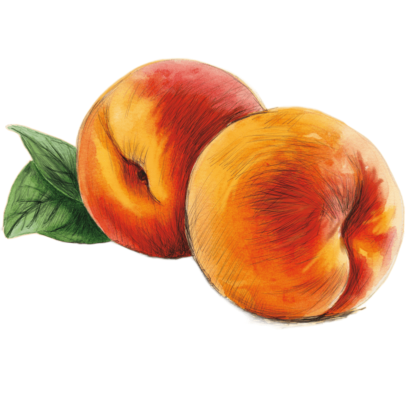 peach 2 .png