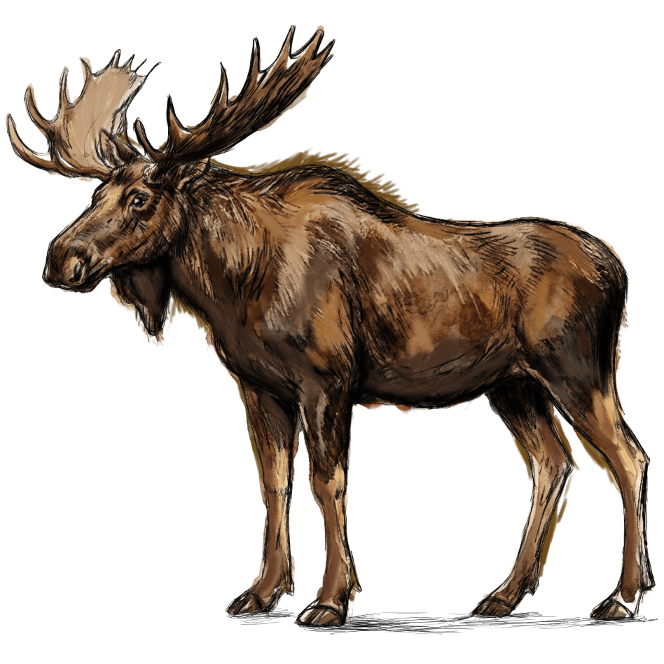 moose (1).png