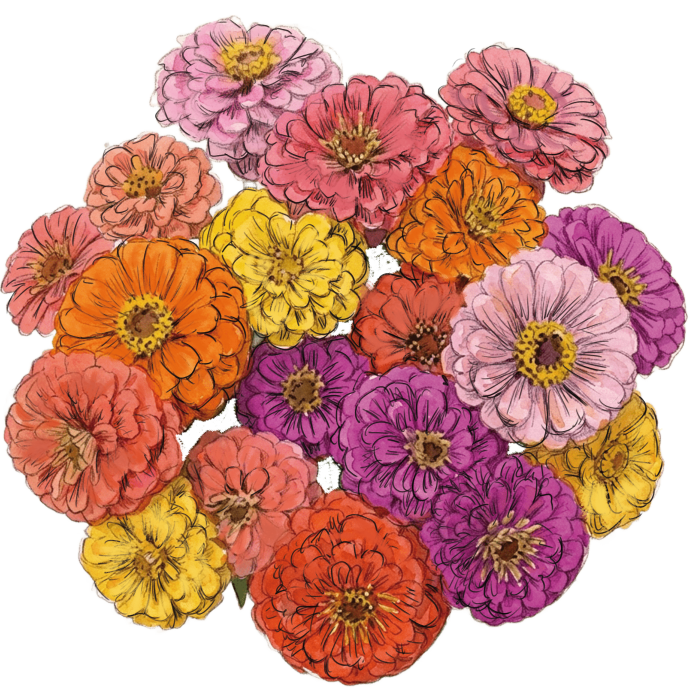 zinnizh bunch.png