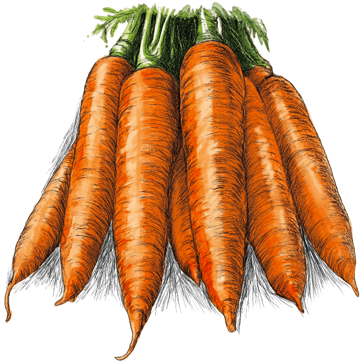 carrot 2.1.png