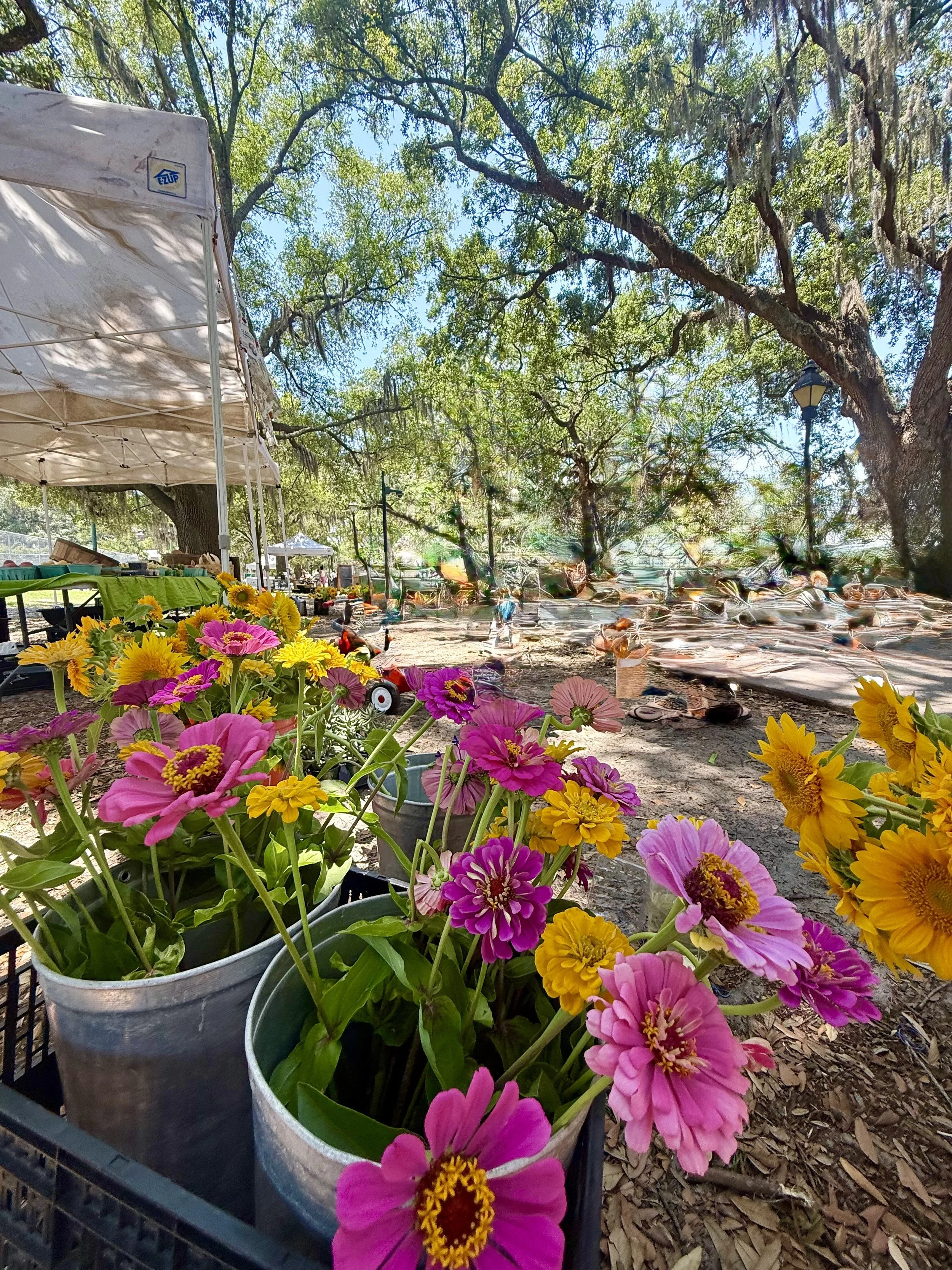 Vivid pink and yellow flowers in metal buckets at an outdoor market, with trees, tents, and blurred market stalls in the background under a clear blue sky.