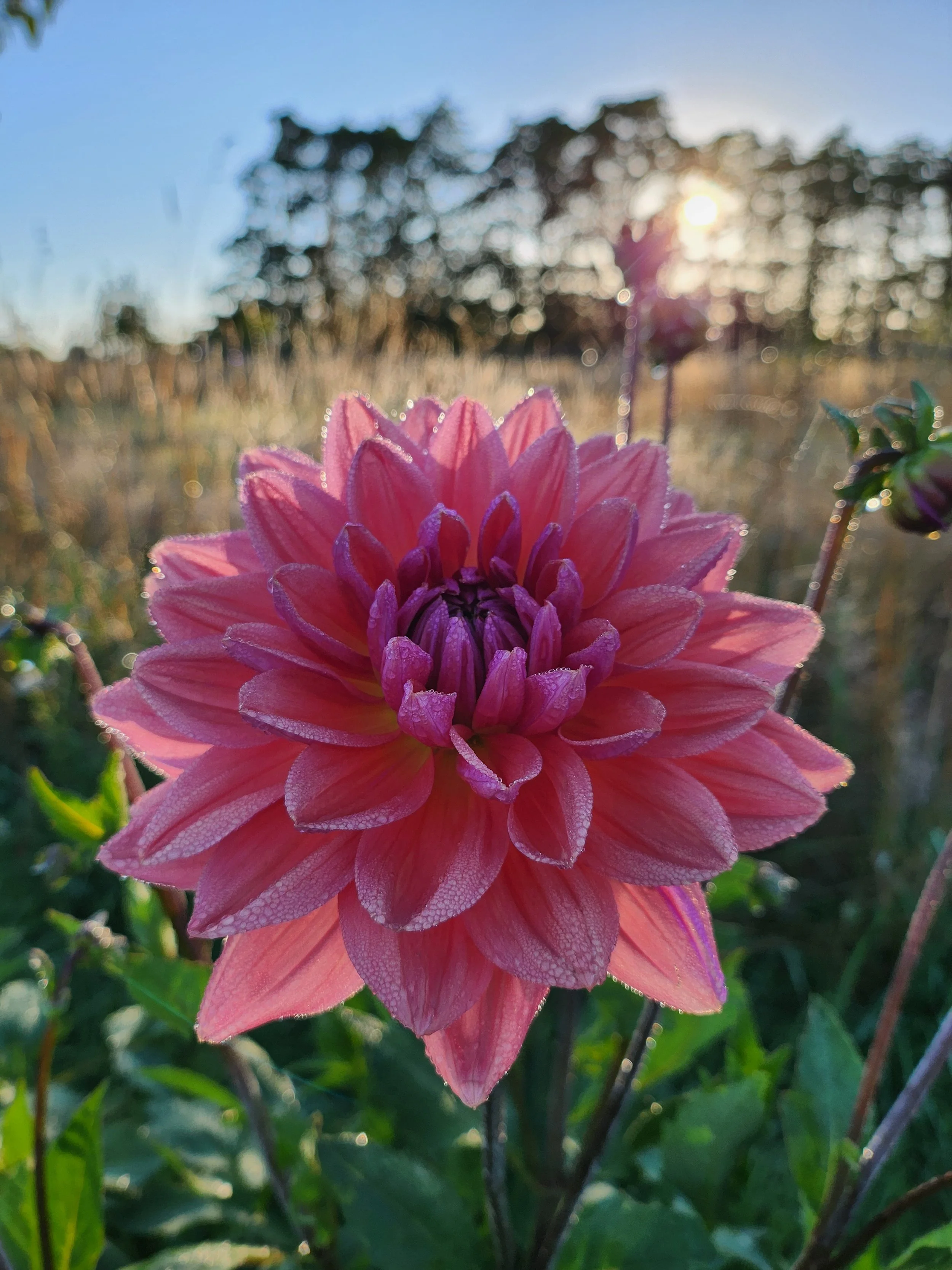 Dutch Pearl