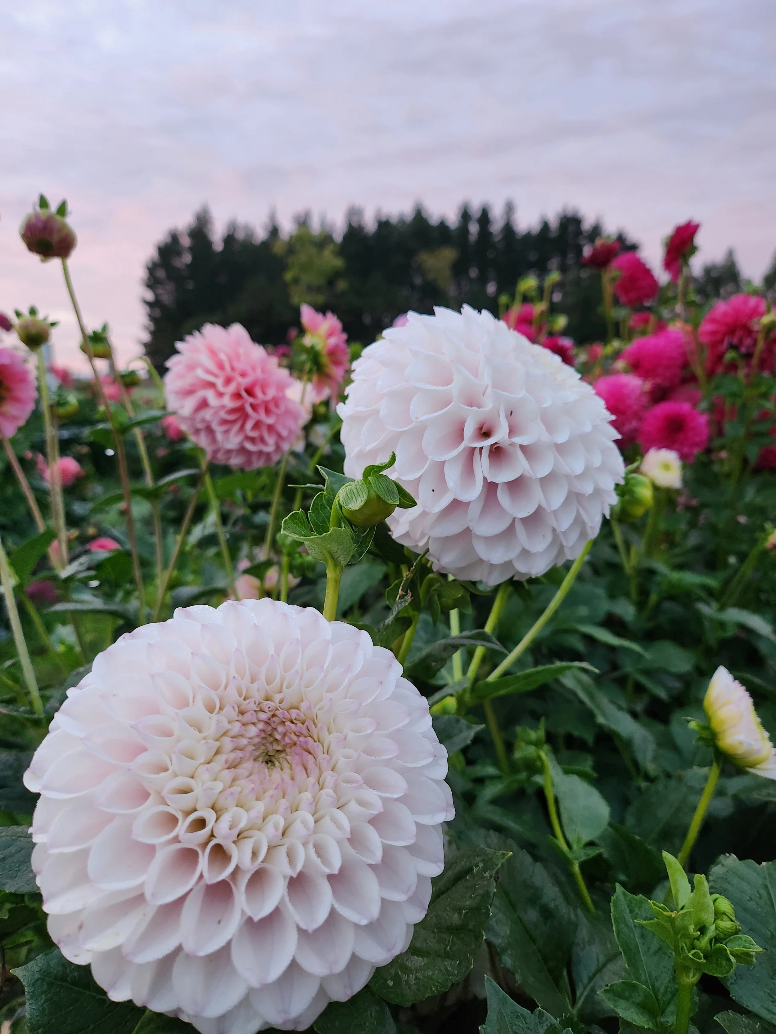 Pink Pearl