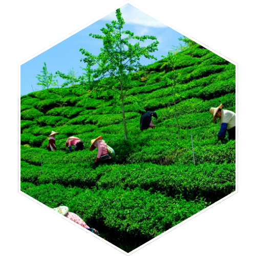 People harvesting tea on a lush green hillside with trees under a blue sky.