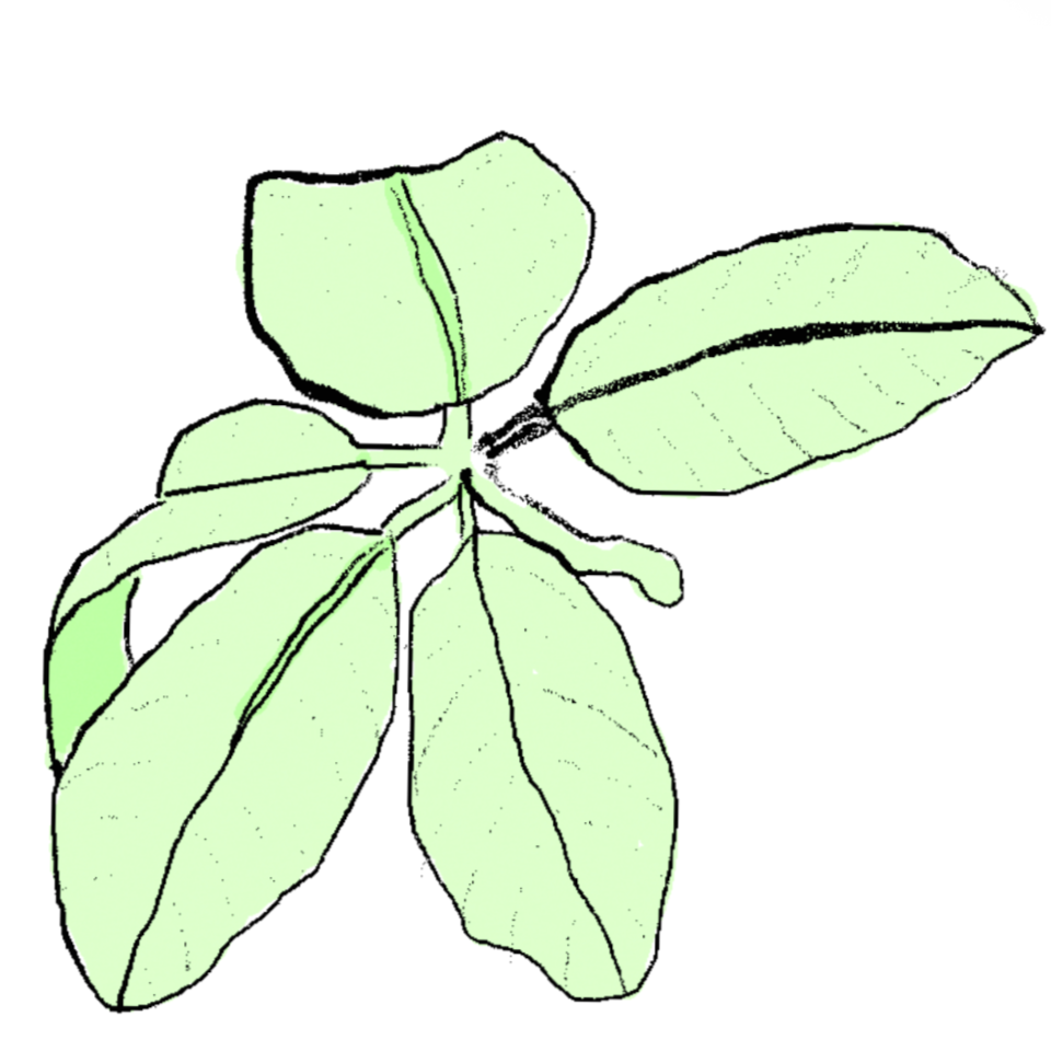Drawing of a plant with six green leaves, some with visible veins, attached to a central stem.