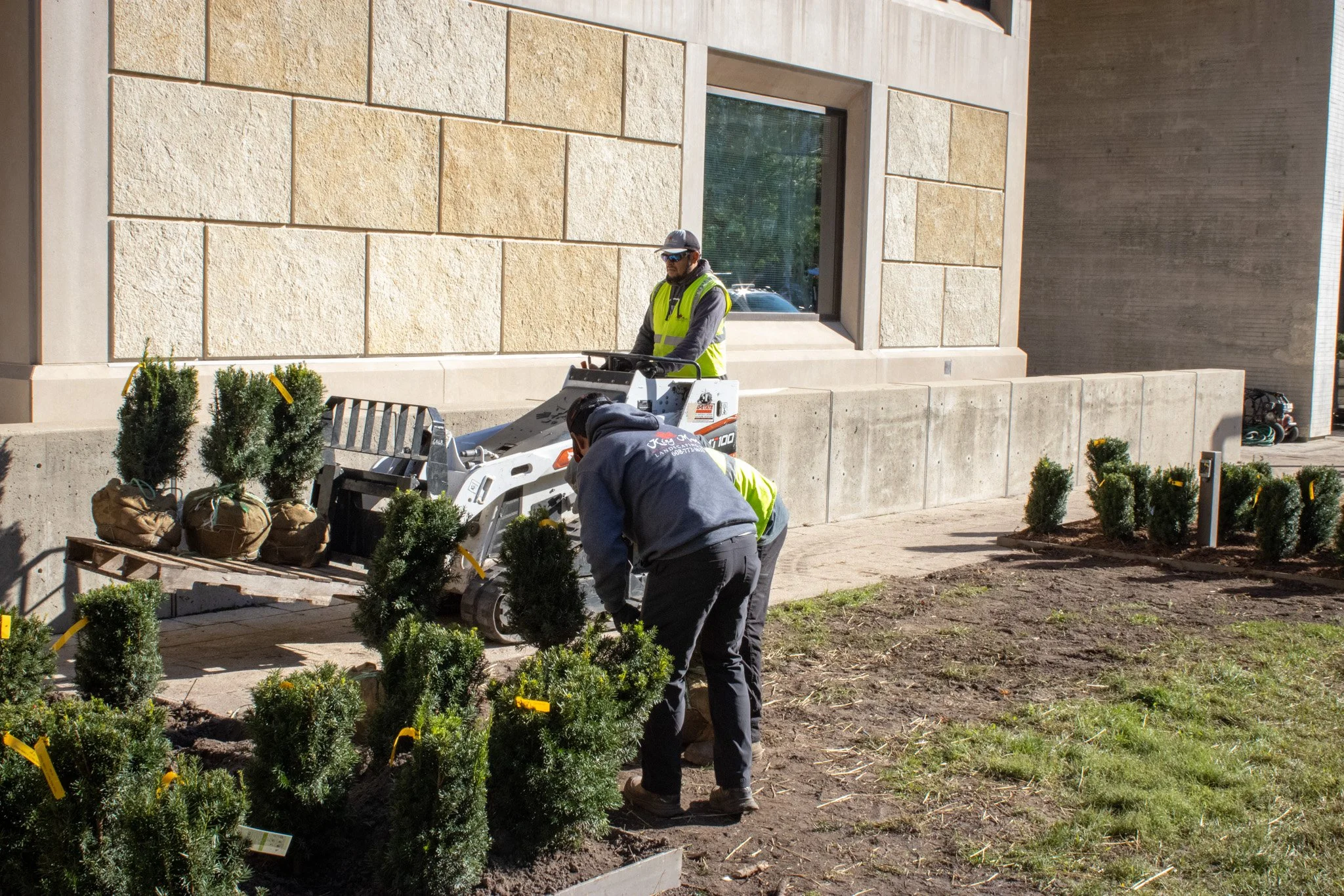 Two workers planting small evergreen shrubs in a garden in front of a modern building with beige stone walls and a large window.