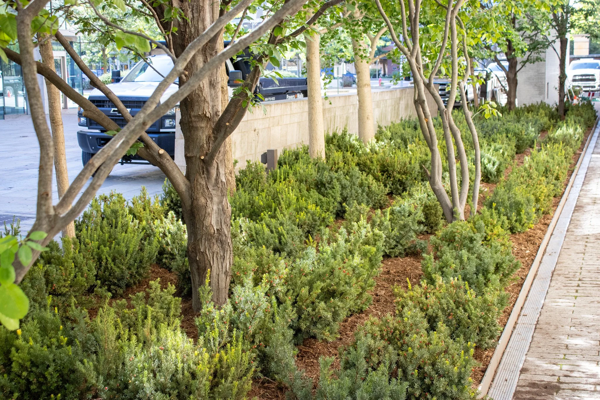 Image of King Maple Commercial Landscaping project: Sidewalk and landscaping with trees and bushes next to a beige brick wall, parked cars in the background, and a metal drainage grate along the sidewalk.